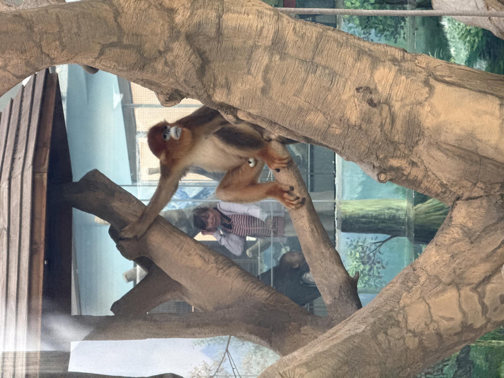 A golden snub-nosed monkey is climbing on a tree branch inside an enclosure. Through the glass of the enclosure, two people are visible. The location is likely Chengdu Zoo in Chenghua District, China.