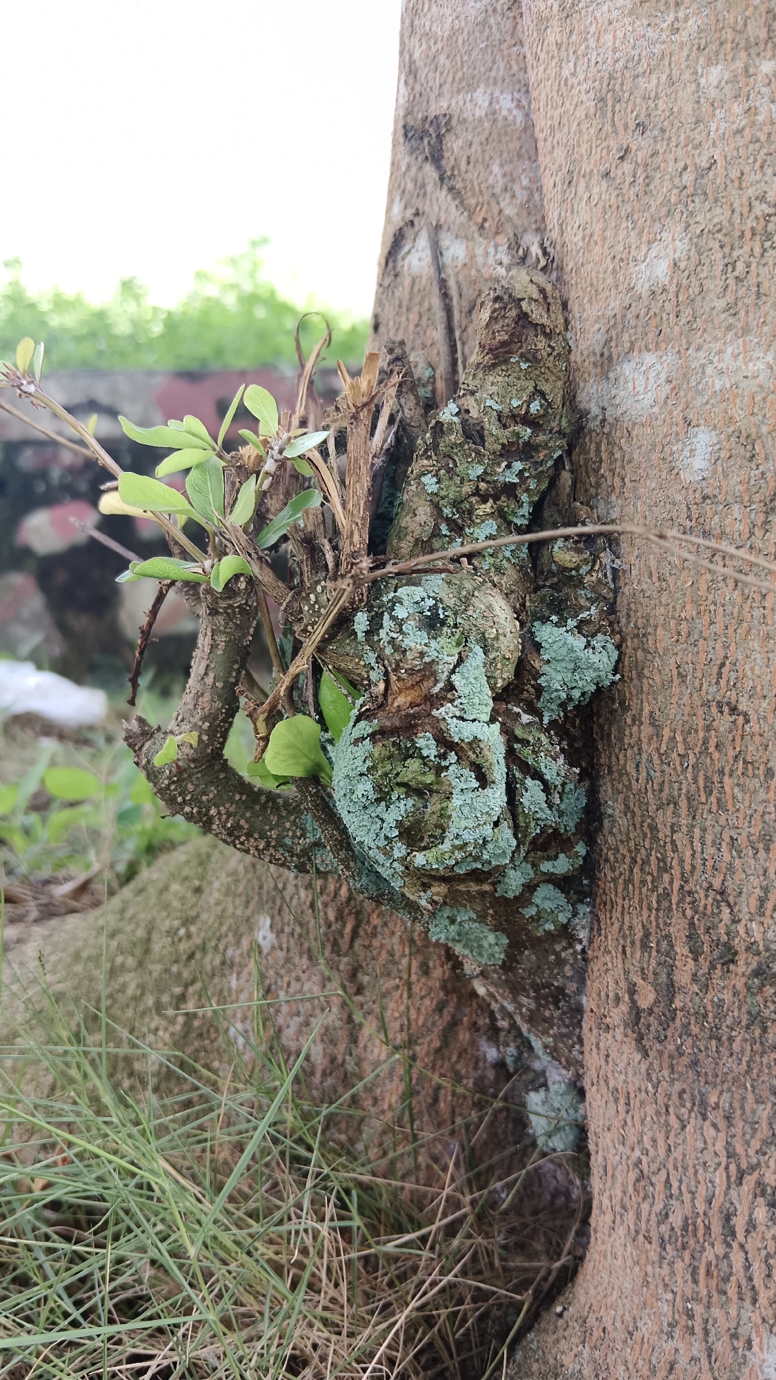 A close-up, vertical outdoor shot depicts a section of a tree trunk and an adjacent gnarled outgrowth in Kemang, Indonesia. The main tree trunk, situated on the right side of the frame, displays light reddish-brown bark with a textured, subtly fissured surface. To its left, a heavily textured, dark brown, gnarled mass of wood is prominent, covered extensively with patches of light blue-green and darker green lichen. Several small, vibrant green leaves and slender, dried branches sprout from this gnarled structure. A thin, dark, thread-like element stretches horizontally across the mid-ground. Thin, dry grass blades, both green and brown, are visible at the bottom foreground. The background is significantly blurred, showing indistinct light green foliage and brighter areas, indicative of an outdoor environment under natural daylight. No people or animals are present.