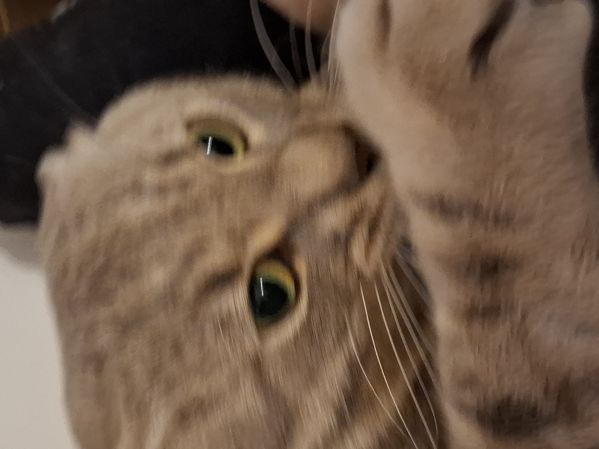 A close-up, slightly blurred photograph shows the face of a light brown tabby cat with its ears folded back. The cat's eyes are wide open, with green irises and vertical black pupils reflecting light. Its whiskers are long and white, fanning out from its muzzle. The cat is partially obscured by its own paws, which are held up in front of its face. The background is out of focus, appearing as a gradient of beige and dark gray. The image is devoid of any contextual information related to Zemun Urban Municipality, Serbia, or any other specific location.