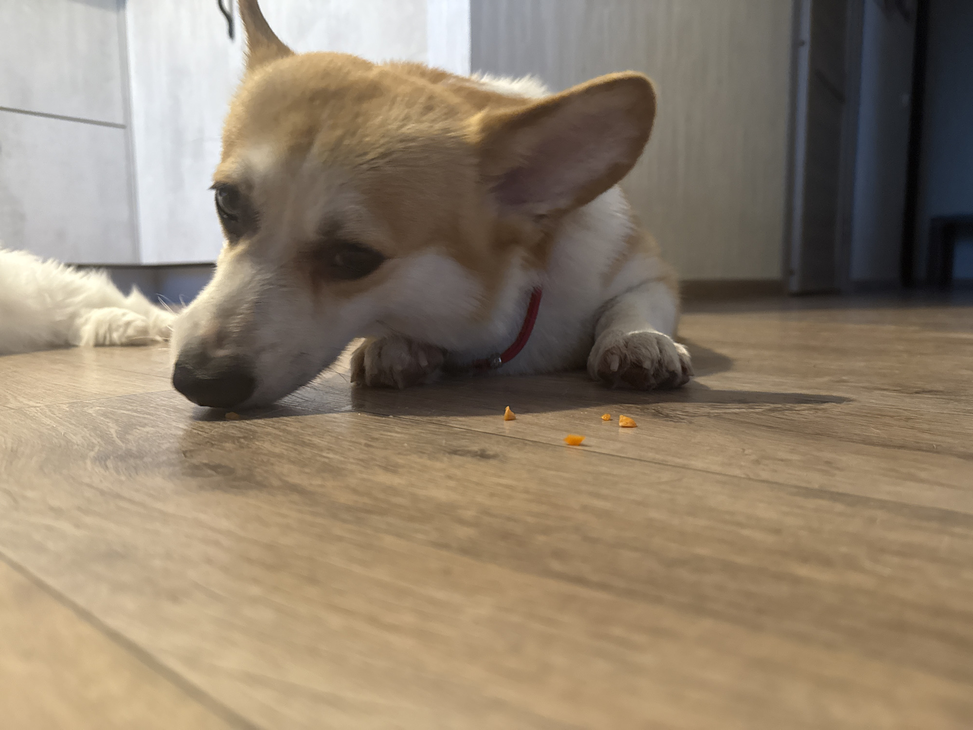 A close-up, low-angle shot shows a Corgi dog lying on a wooden floor, looking down at several small, orange pieces of kibble scattered in front of it. The dog's head is the primary focus, with its face positioned in the lower left quadrant of the frame. Its fur is a mix of tan and white, and it wears a thin red collar. The dog's ears are perked up. In the background, a blurry white furry shape, possibly another pet, is visible to the left of the Corgi. The floor appears to be laminate or wood flooring with a visible grain pattern. The setting seems to be indoors, likely a home, with hints of kitchen cabinetry or furniture in the background to the left and a doorway or passage to the right. The lighting suggests it is daytime, possibly with artificial light contributing to the illumination. The dog's expression appears focused, suggesting it is contemplating or about to eat the kibble.