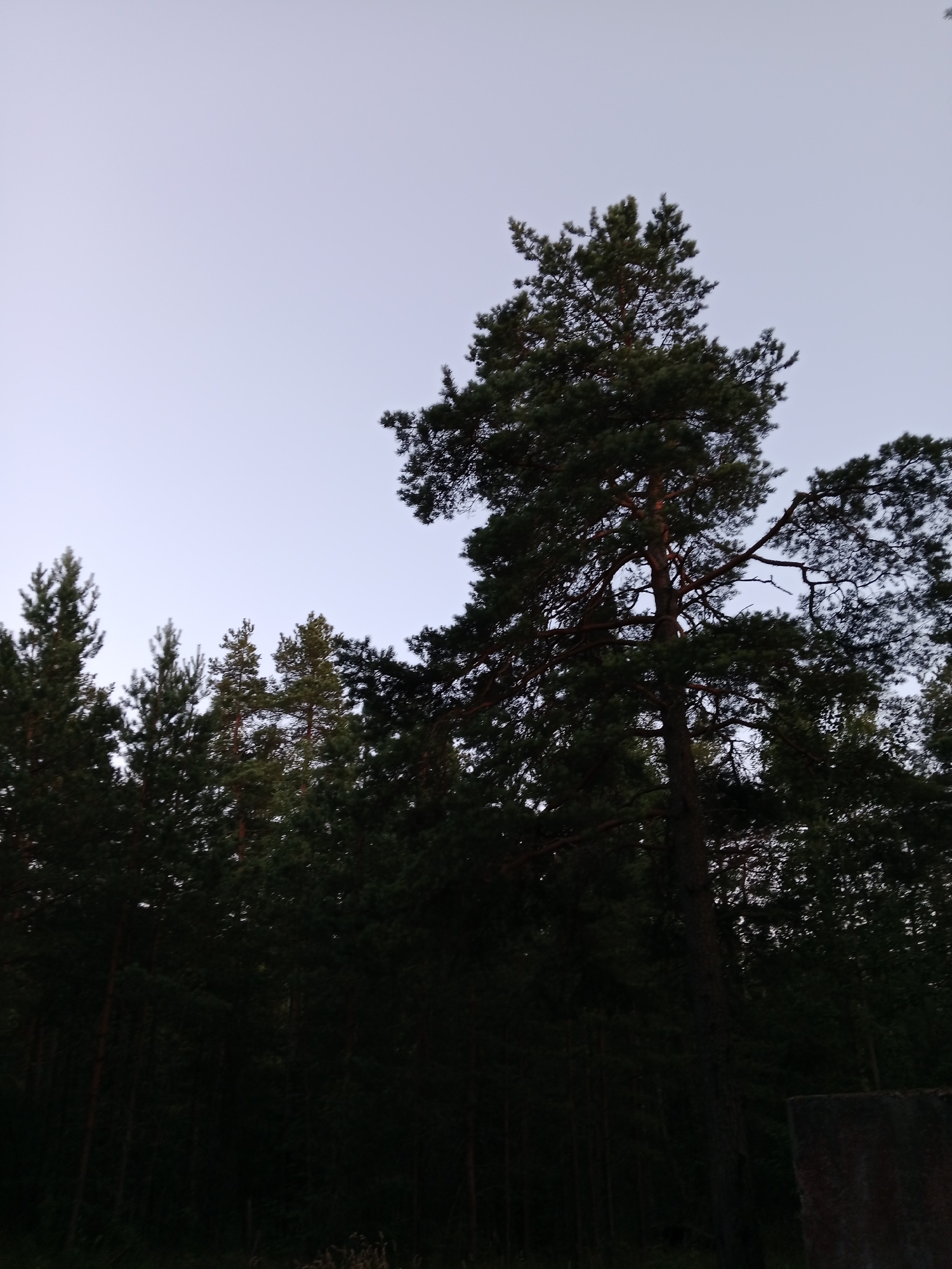 The image shows a dense forest composed of pine trees, silhouetted against a pale, overcast sky. The trees are dark green and appear tall and mature. Some branches and needles are visible in detail, particularly on the prominent tree in the center right of the frame. The lower portion of the image is very dark, obscuring the ground level and suggesting it might be evening or a heavily shaded area. A concrete structure, possibly a post or a section of a wall, is visible in the lower right corner. The scene is devoid of human presence and activity. The overall impression is one of a natural, wild environment.