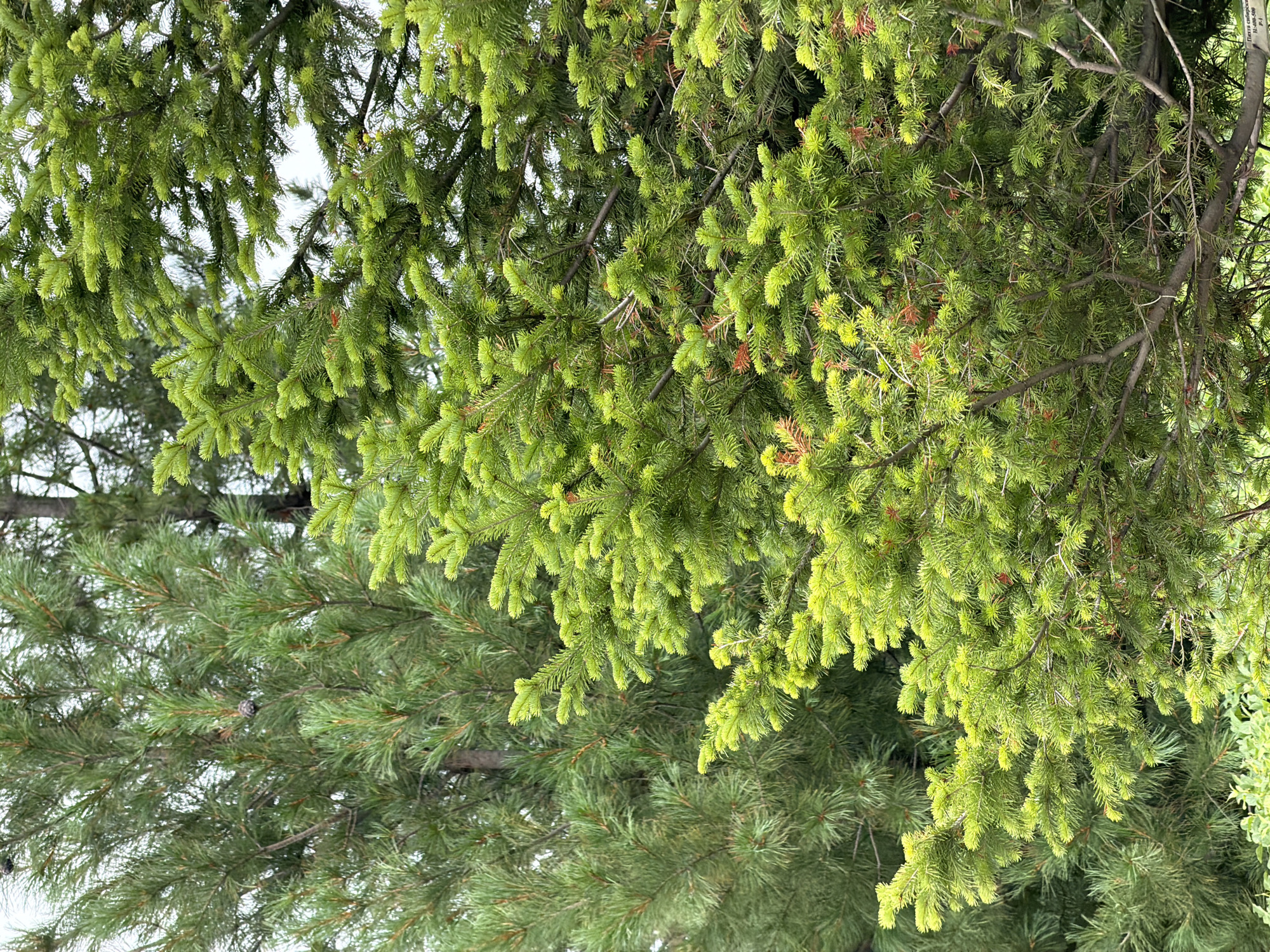 The image is a close-up, vertical, eye-level outdoor shot of evergreen trees. The foreground is dominated by a bright green spruce tree with abundant, dense foliage. Some reddish-brown cones or developing buds are visible interspersed among the needles. Behind and to the left of the spruce, a darker green pine tree is partially visible. Its needles are longer and sparser, and a single pine cone is hanging from a branch. The overall impression is one of lush greenery, likely a park or natural area. The location is specified as the city of Озерное (майминский), Russia.