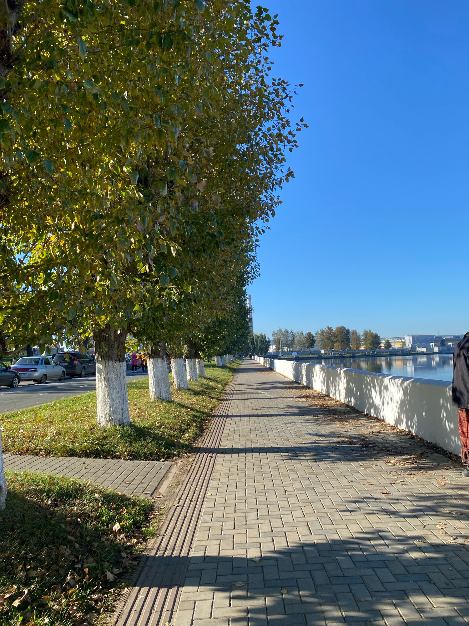 The image depicts a tree-lined walkway alongside a body of water in Votkinsk, Russia. In the foreground, a paved pedestrian path runs parallel to the water's edge, separated by a low white wall. Trees with green and yellowing leaves, indicative of autumn, line the walkway on the opposite side from the water. Their trunks are painted white at the base. Beyond the trees, cars are parked along a road. The water appears calm, reflecting the clear blue sky. In the distance, buildings and more trees are visible on the far bank of the water. A person, partially visible on the right edge of the frame, stands on the walkway. Fallen leaves are scattered on the grass and along the edge of the walkway. The scene suggests a pleasant, urban park or waterfront area.