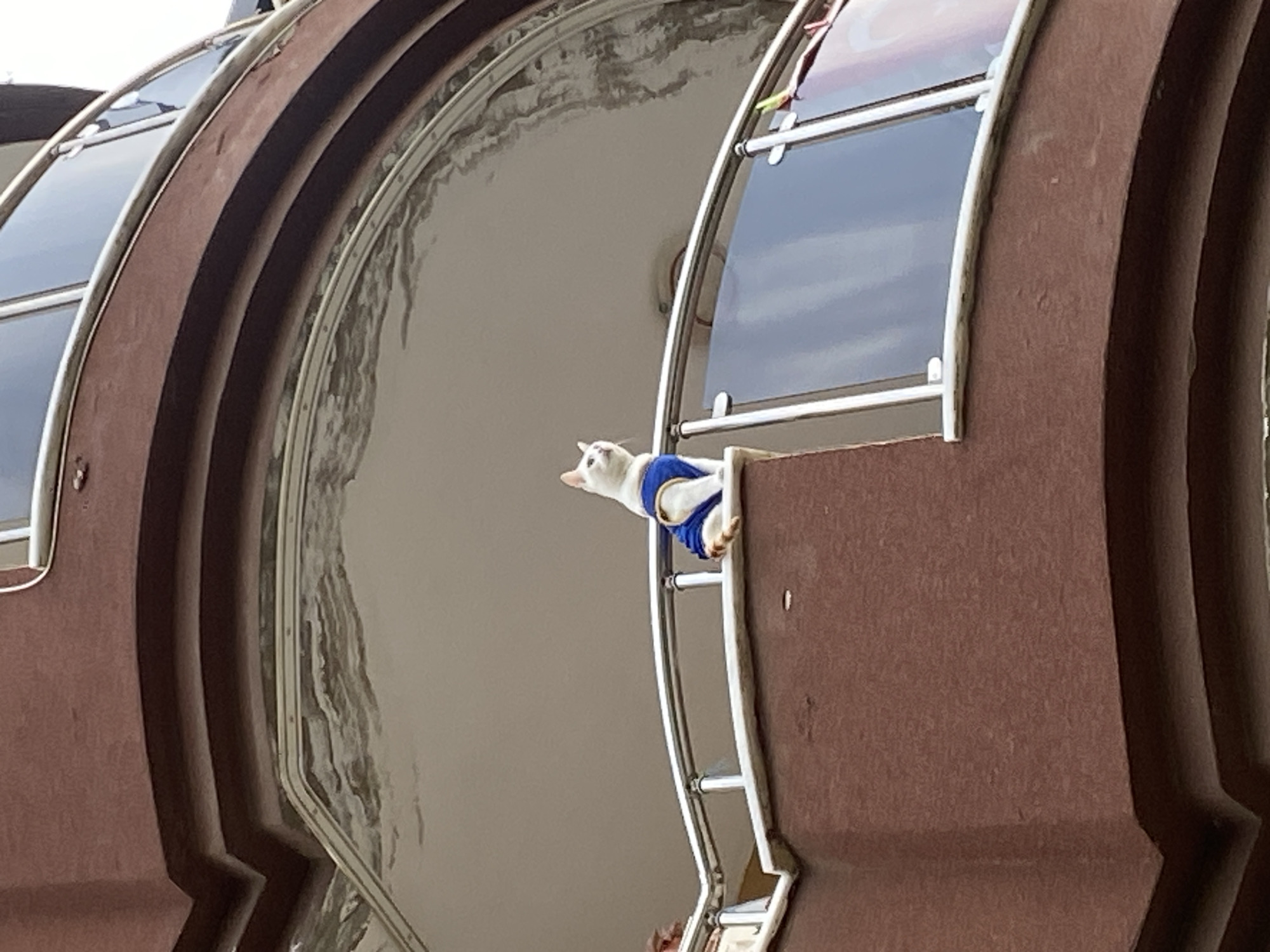 A cat wearing a blue and white garment is on a building with a silver railing and windows. The building appears to be part of a larger structure. The location is Alanya, Turkey.