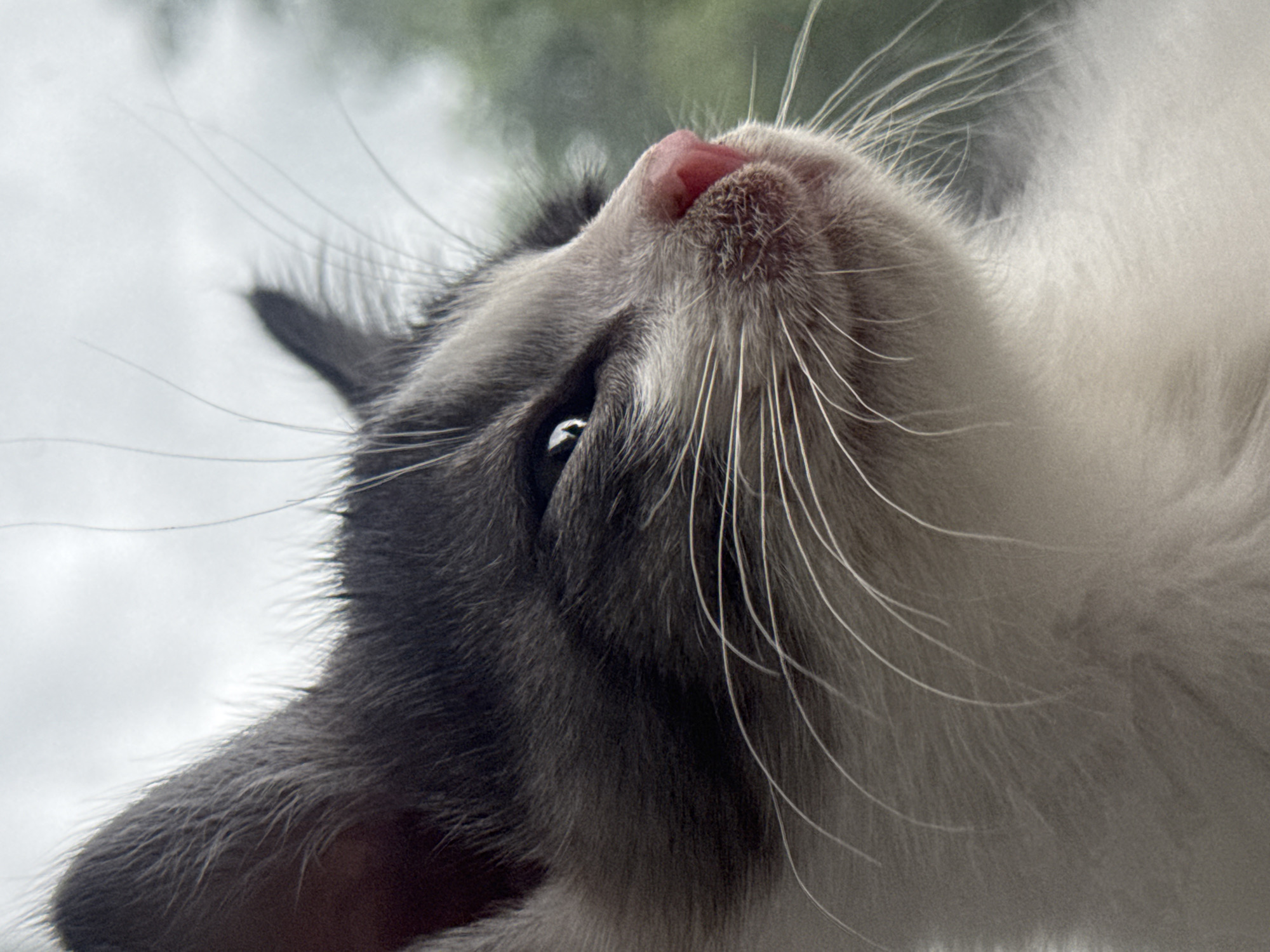 This is a close-up, low-angle shot of a cat's face, looking upwards. The cat has gray and white fur, with its head and left side of its face in sharp focus, while the right side and background are blurred. The cat's pink nose is prominent, and its left eye is visible, reflecting a bright light. Long, delicate whiskers fan out from its muzzle. The background appears to be a cloudy sky with some greenery, suggesting an outdoor setting. The lighting is natural, and there is no visible text. The cat's expression is curious or attentive, directed towards something above it.