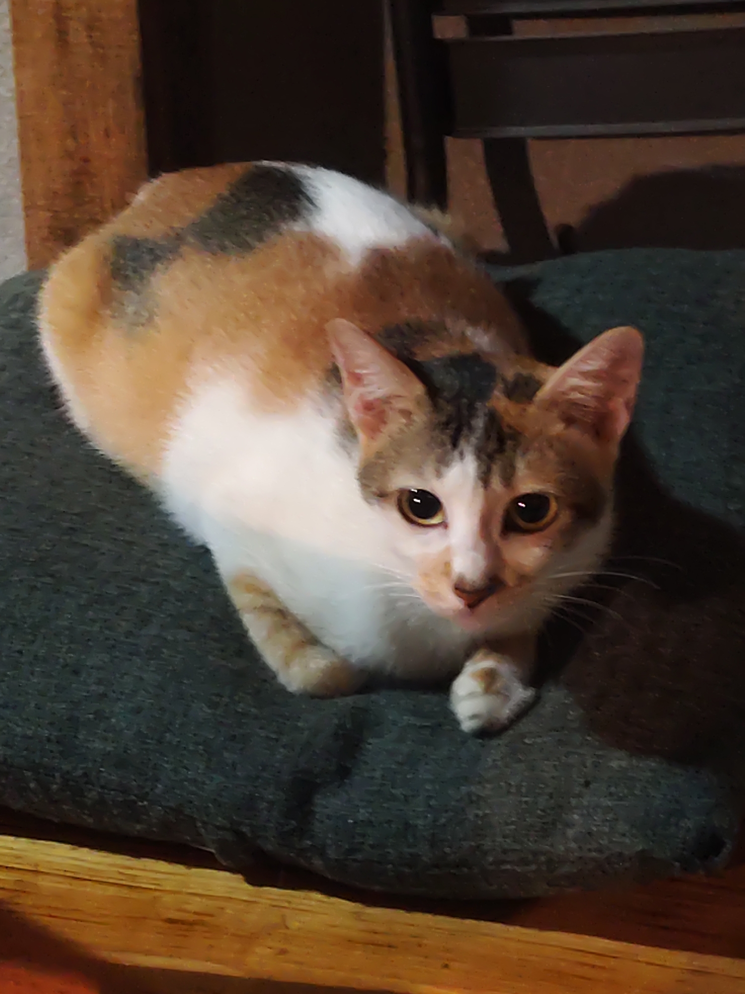 A calico cat rests on a gray cushion, positioned atop a wooden surface. The cat features a mix of white, orange, and black fur. The background includes a blurred wooden wall and a chair. The location is Da Lat, Vietnam.
