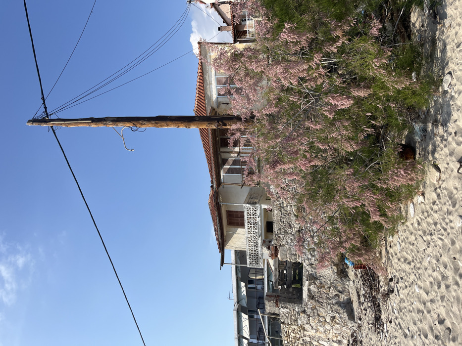 The image shows a single-story house with a red tile roof, located in the coastal town of Limenaria on the island of Thassos, Greece. The house is partially obscured by a large bush with pink flowers growing in front of it. Behind the bush is a tall wooden utility pole with electrical wires running across the sky. The house appears to be abandoned and in need of repair. The image was taken in the late afternoon under clear blue skies. The ground is covered in loose sand and debris. The coordinates given (latitude: 40.626, longitude: 24.571) are accurate for a location in Limenaria, Greece. The house is located close to the beach, and the scene is quiet and serene.