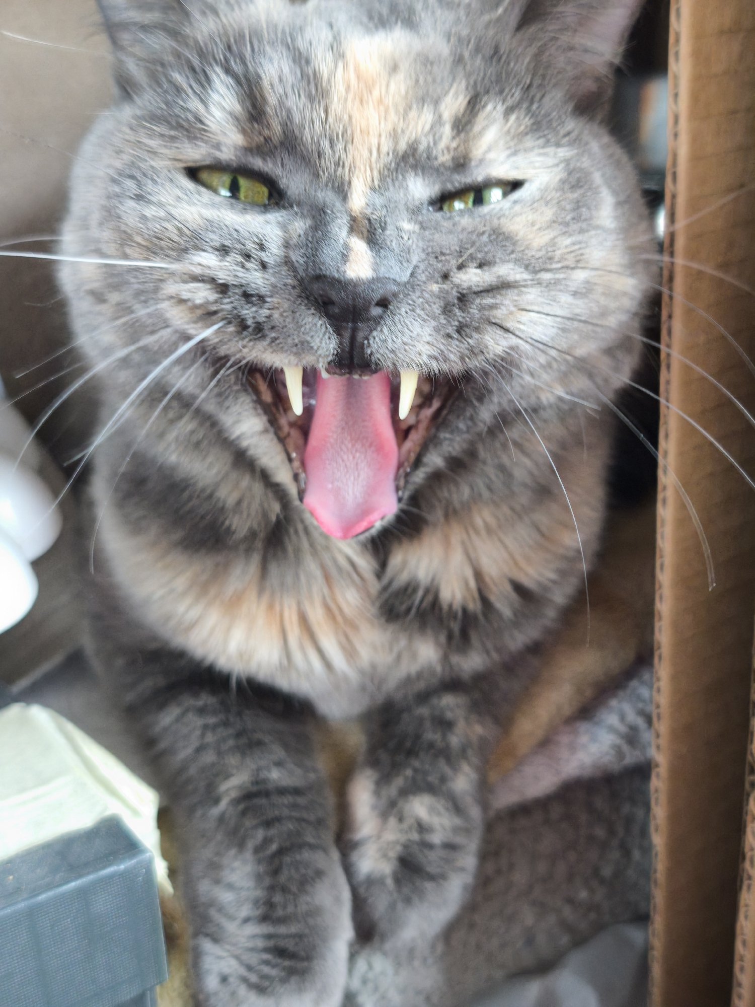 A close-up, medium shot photograph depicts a dilute tortoiseshell cat with green eyes, sitting inside a cardboard box. The cat is looking directly at the camera with its mouth wide open, displaying its pink tongue and prominent canine teeth. The fur on its face and chest is a mix of grey, tan, and beige hues. The cat's whiskers are white and splayed. The surrounding environment within the box is cluttered with various objects, including what appears to be a light-colored cloth and a dark grey rectangular object. The location is not discernible.