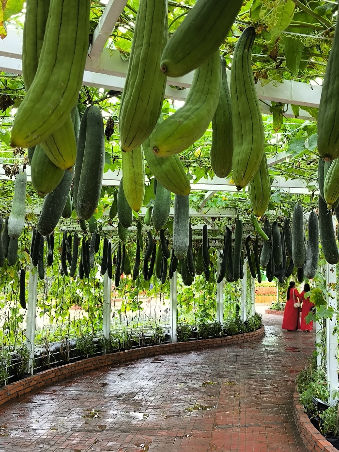 The image portrays a cultivated pathway within a garden, identified as being in Tuy Hòa, Vietnam. An overhead trellis structure, supported by white metal beams and vertical posts, is densely covered with vines from which numerous elongated gourds and squashes hang. These include lighter green, ribbed varieties resembling luffa, and darker green, smoother, cylindrical types akin to winter melons, some exhibiting a powdery white coating. The pathway is paved with reddish-brown interlocking tiles, visibly damp with several small puddles. Raised brick planters line the sides of the path, containing green foliage and additional vining plants supported by trellises. In the background, two individuals wearing long, flowing red traditional Vietnamese garments walk away from the viewer along the curving path. One person carries a white shoulder bag. The scene suggests a structured agricultural exhibit or public garden.