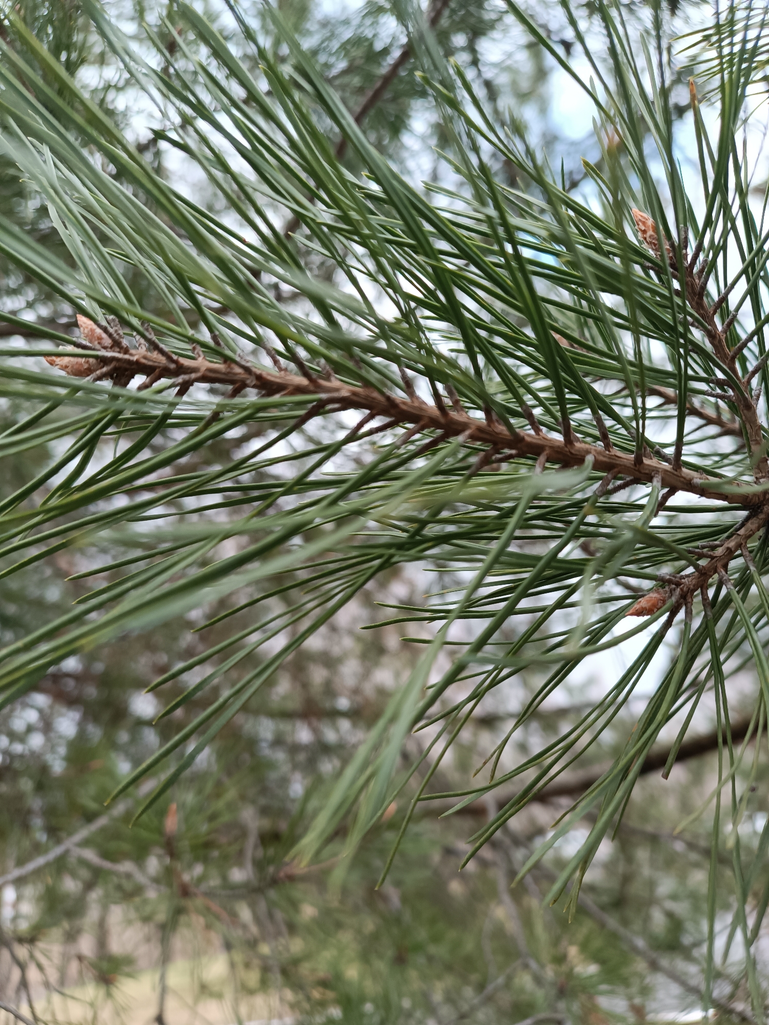 This media file presents a close-up, vertical shot of a pine branch, dominated by its vibrant green needles. The central subject is a single pine branch, sharply in focus, running diagonally across the frame from the upper left to the lower right. The needles are long, slender, and deep green, fanning out from the brown, textured branch. Several small, light brown, conical buds are visible along the branch, particularly at intersections and tips, indicating new growth.
The background is softly blurred, showcasing more coniferous foliage and branches in various shades of green and brown, suggesting a forest, park, or natural outdoor setting. The diffused lighting indicates daytime, possibly under an overcast sky, as there are no strong shadows and the light appears even. The overall impression is one of natural beauty and tranquility. There is no visible text or human activity in the image. The location context of Chaikovsky, Russia, aligns with the presence of coniferous trees like pines.