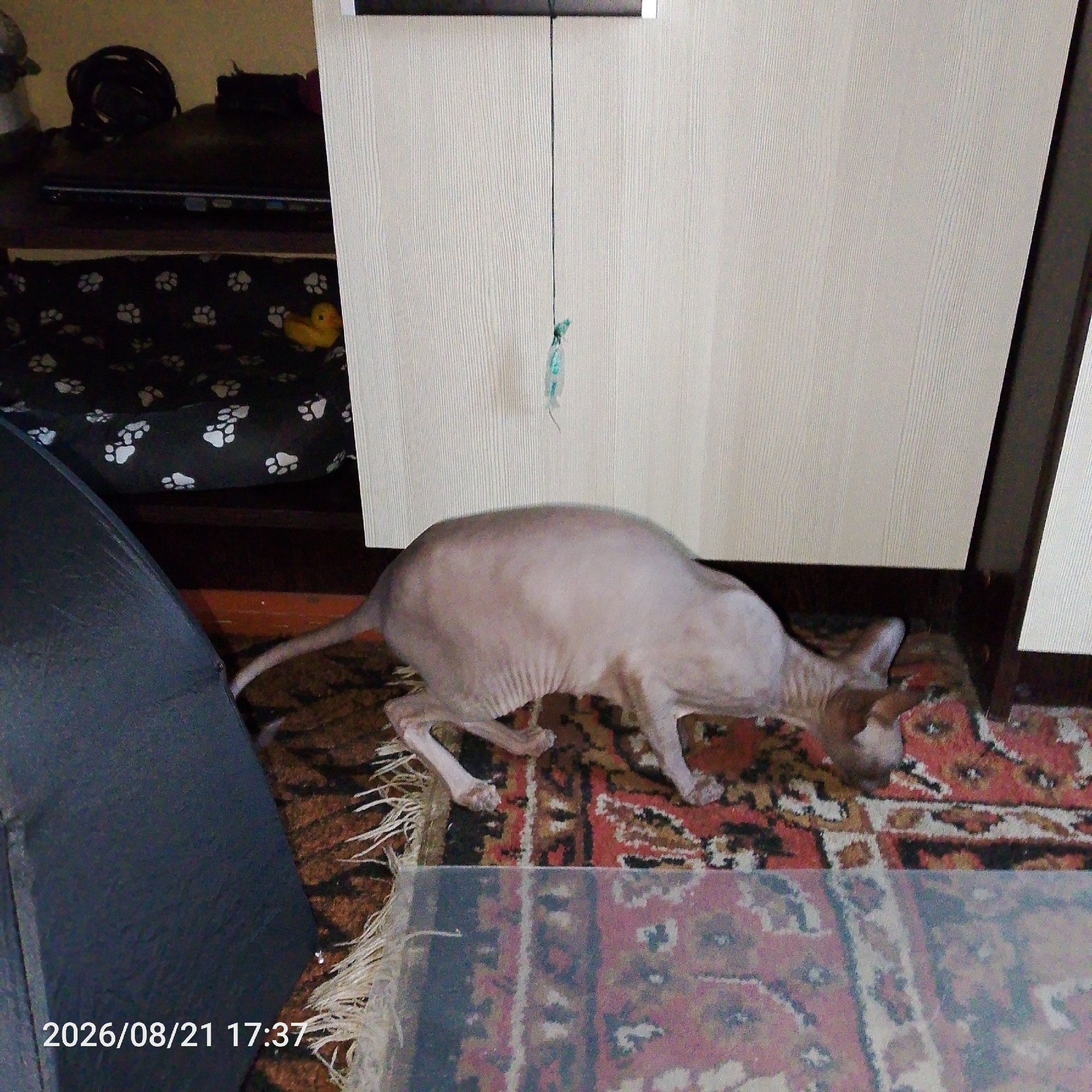 A light-colored hairless cat is in a crouched position on a patterned rug. The cat is leaning forward with its head down, appearing to be focused on something on the rug. Behind the cat, a beige wall with vertical lines is visible. A dark object hangs from a string in front of the wall, and a dark blue item is to the left of the cat. In the background, a black pet bed with white paw prints is partially visible. A yellow rubber duck is also on the pet bed. The scene is illuminated by artificial light. The timestamp on the lower left corner indicates 2026/08/21 17:37.