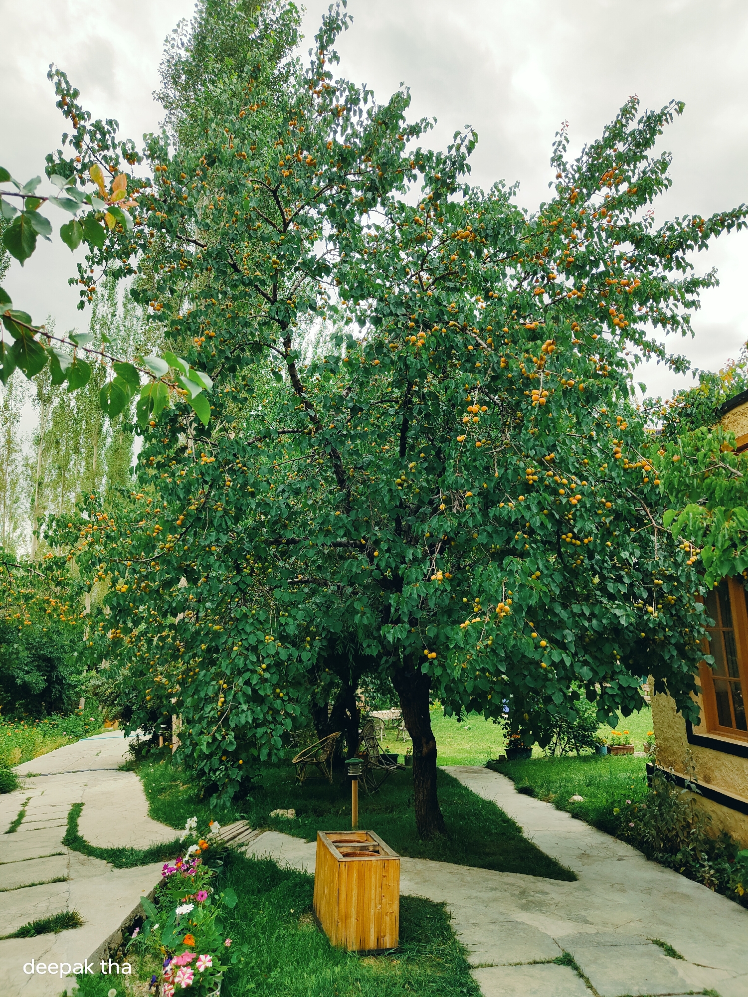 A wide shot shows a tree laden with ripe apricots on a cloudy day. The tree stands in the middle of a yard with a stone pathway winding through it. A wooden planter box sits beside the path, filled with greenery. In the background, a building with a yellow facade and a wooden window is visible. To the left, a line of tall, thin trees stretches into the distance. The image is watermarked with "deepak tha" in the lower left corner. This scene is likely located in the city of Leh, India, given the style of architecture and vegetation.