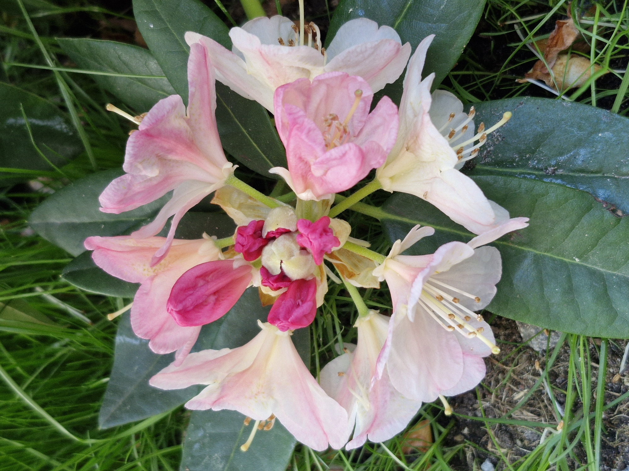A cluster of pink rhododendron flowers is in bloom. The flowers have a delicate, pale pink hue with some deeper pink accents in the center. The petals are broad and slightly ruffled, with prominent stamens extending outwards. The flowers are surrounded by lush green foliage and grass. The background consists of dark soil with scattered blades of grass.