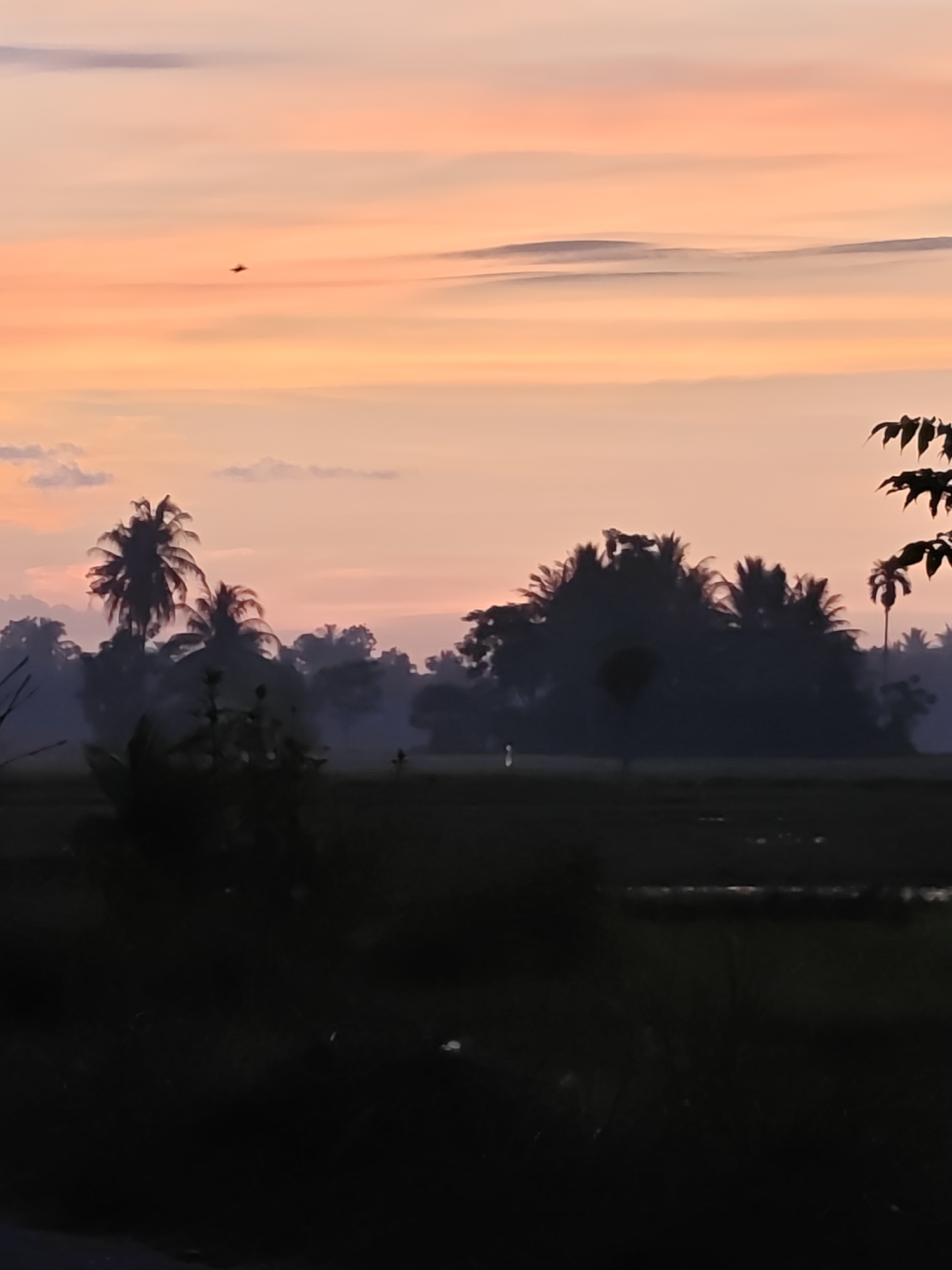 The image shows a serene sunset scene in Meunasahalue, Indonesia, characterized by the warm hues of an orange and pink sky. A small, dark object, possibly a bird or an aircraft, is visible in the upper left quadrant of the sky. Silhouetted against the vibrant sky are lush palm trees and dense foliage, creating a dramatic contrast between the natural landscape and the fading light. The foreground is dominated by dark, shadowy vegetation, hinting at the rich tropical environment. The overall impression is one of tranquility and natural beauty as day transitions into night.