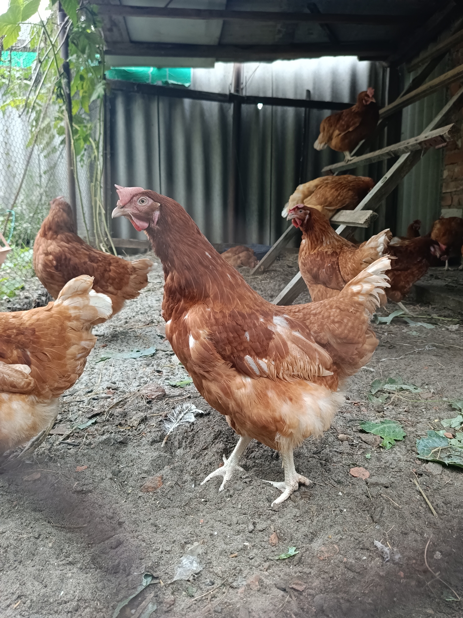 The image depicts a group of brown chickens in an outdoor enclosure. The enclosure appears to be part of a rural or semi-rural setting, possibly a backyard or farm. In the background, there is a wooden structure with a corrugated metal roof and siding, suggesting a coop or shelter for the chickens. Several chickens are visible, with one prominent hen in the foreground facing left and looking slightly upwards. Other chickens are scattered around the enclosure, with some perched on wooden planks within the shelter. The ground is covered in dirt, gravel, and some scattered leaves and debris. A wire mesh fence is visible on the left side of the image, with green foliage growing near it. The overall scene suggests a typical chicken coop environment. The request for the location in Kamyshin, Russia, cannot be fulfilled as there are no visual cues in the image to indicate this specific location.