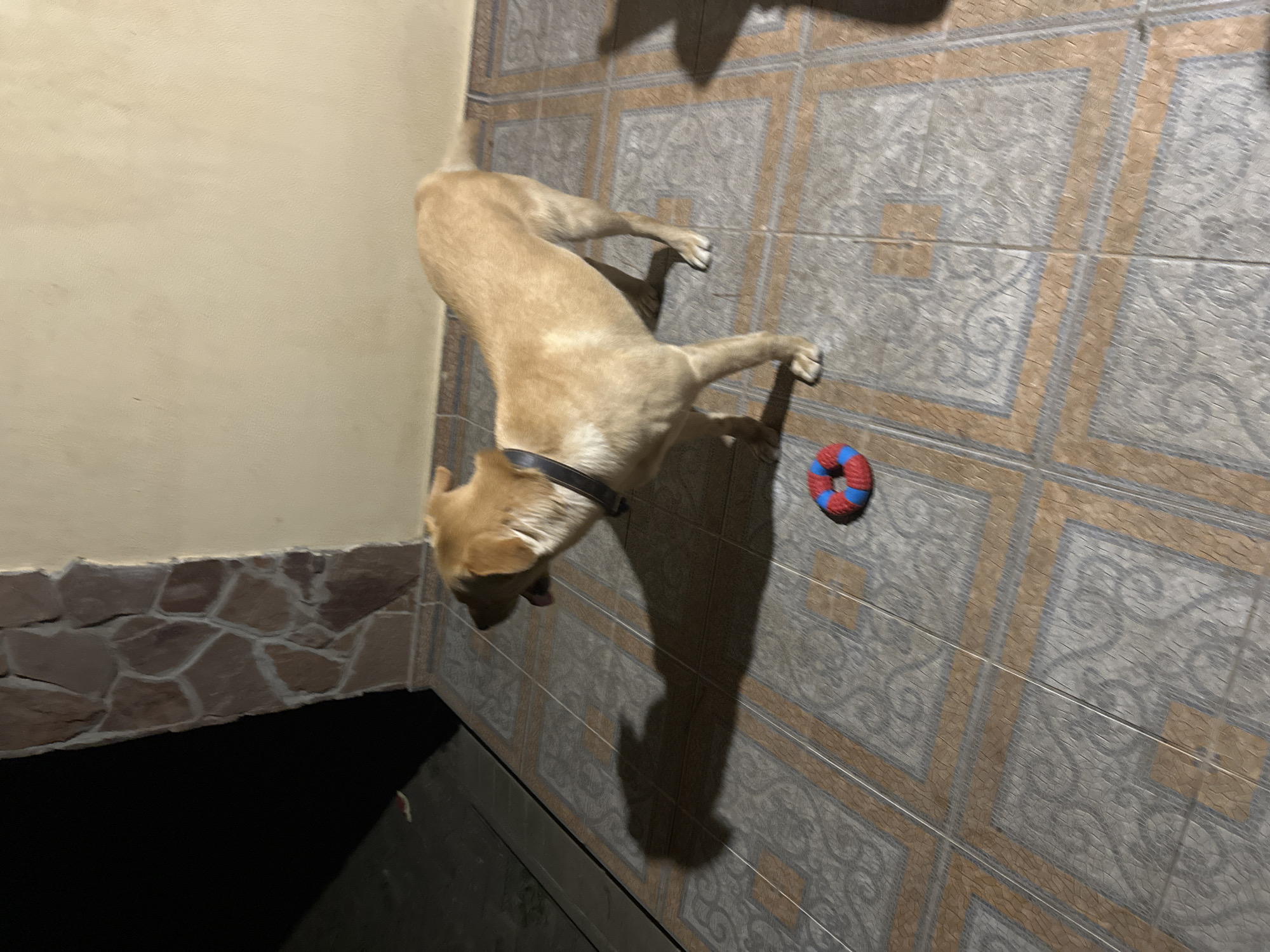 An outdoor patio with tiled flooring features a light brown dog wearing a dark collar. The dog is standing and facing left, with its tongue slightly out. A red and blue ring toy is on the ground near the dog. The background includes a textured stone wall on the left and a plain light-colored wall on the right. The lighting suggests it is nighttime, casting a distinct shadow of the dog on the patio tiles. The scene appears to be an exterior residential area, possibly a courtyard or balcony, within Sochi, Russia.