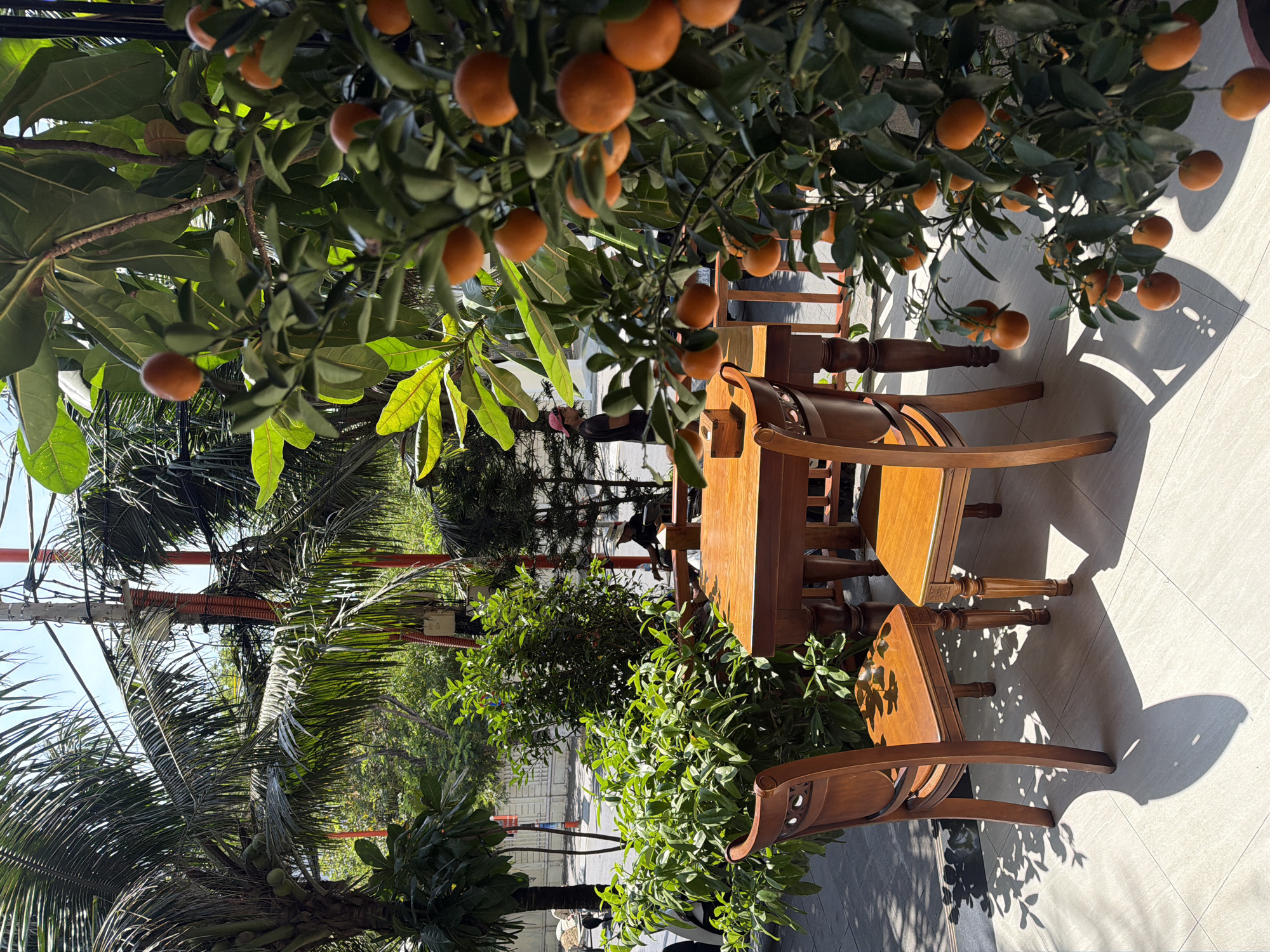 The scene presents an outdoor seating arrangement at a cafe or restaurant. The location is likely in the coastal city of Đà Nẵng, Vietnam, given the presence of tropical vegetation.
Objects: A wooden table and chairs are positioned on a tiled or stone patio, shaded by a mature citrus tree laden with ripe fruits. Other vegetation, including a palm tree and various shrubs, are also visible. A power pole and orange conduit wiring are behind some of the vegetation.
People: Two individuals are partially visible behind the seating area. One is wearing black clothing and carrying a backpack and the other person is partially obscured.
Environment: The setting is outdoors, with the bright sunlight and shadows suggesting it is daytime. The atmosphere appears relaxed and inviting. The presence of lush foliage points to a tropical or subtropical climate.