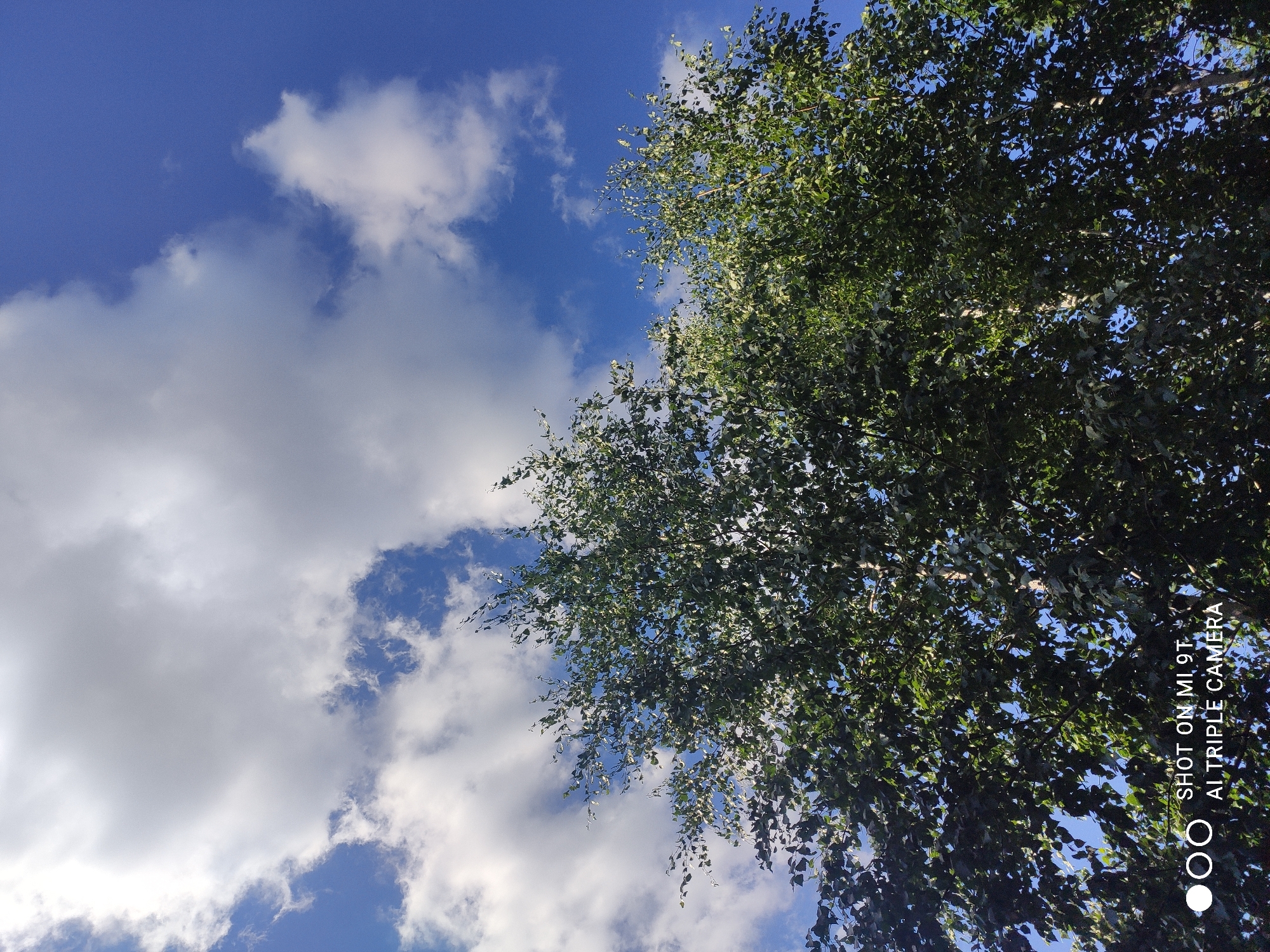 The image is a low-angle shot looking up at a tree with green foliage against a bright blue sky with scattered white clouds. The sun is shining, creating dappled light on the leaves. The time of day appears to be daytime, likely mid-morning or afternoon, given the brightness of the sky and the quality of the light. The scene depicts a natural outdoor setting. The composition is dominated by the dense canopy of the tree on the right side of the frame, with the sky filling the left portion. There are no people or specific objects visible other than the tree and the sky. The overall mood is serene and natural. A watermark in the lower right corner reads "SHOT ON MI 9T AI TRIPLE CAMERA". Blokhino, Russia is provided as location context, suggesting a possible geographical setting for this scene.