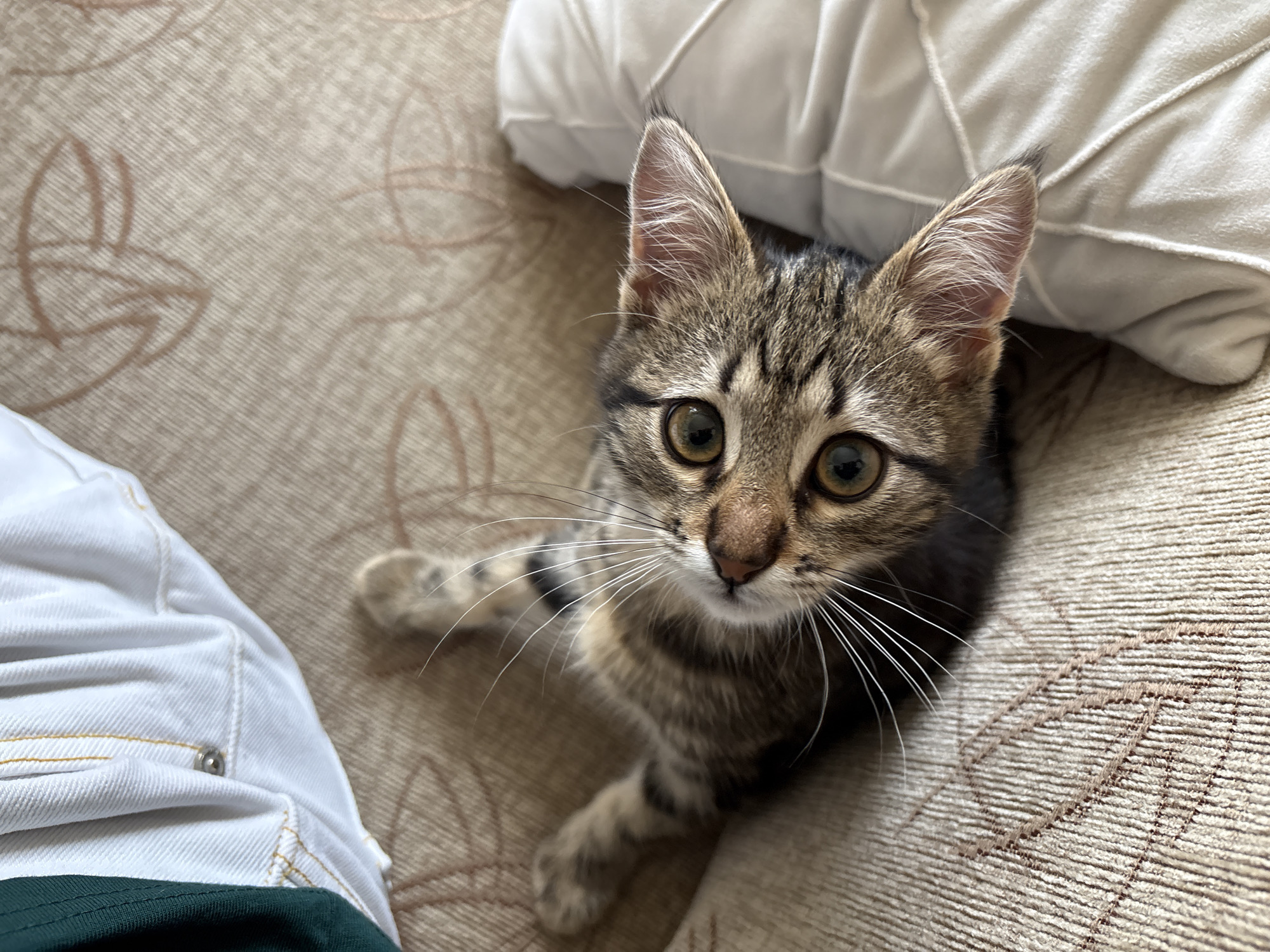 A high-angle, close-up shot captures a tabby kitten lying on its back on a textured, beige sofa with a subtle pattern. The kitten has green eyes and is looking upwards towards the camera. Its paws are extended, and its tail is visible with dark stripes. To the left of the kitten, a section of white denim fabric, possibly part of jeans, is visible, with a dark green fabric peeking out from behind it. To the right, a white pillow is partially visible. The scene is indoors, and no specific location in Gabrovo, Bulgaria, can be identified from the image.