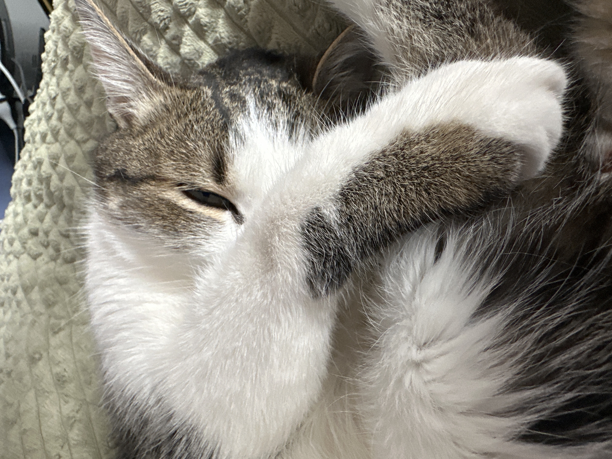 A close-up shot shows a tabby cat lying on a textured, light-green surface. The cat is facing the left of the frame, with its eyes mostly obscured by its own paw, which is brown and white. One eye is slightly visible, appearing closed or squinting. The cat's fur is a mix of white, gray, and brown shades, giving it a patterned appearance. The background is blurry, suggesting a shallow depth of field. There is no evidence of the location being in the city of Krasnoyarsk, Russia.