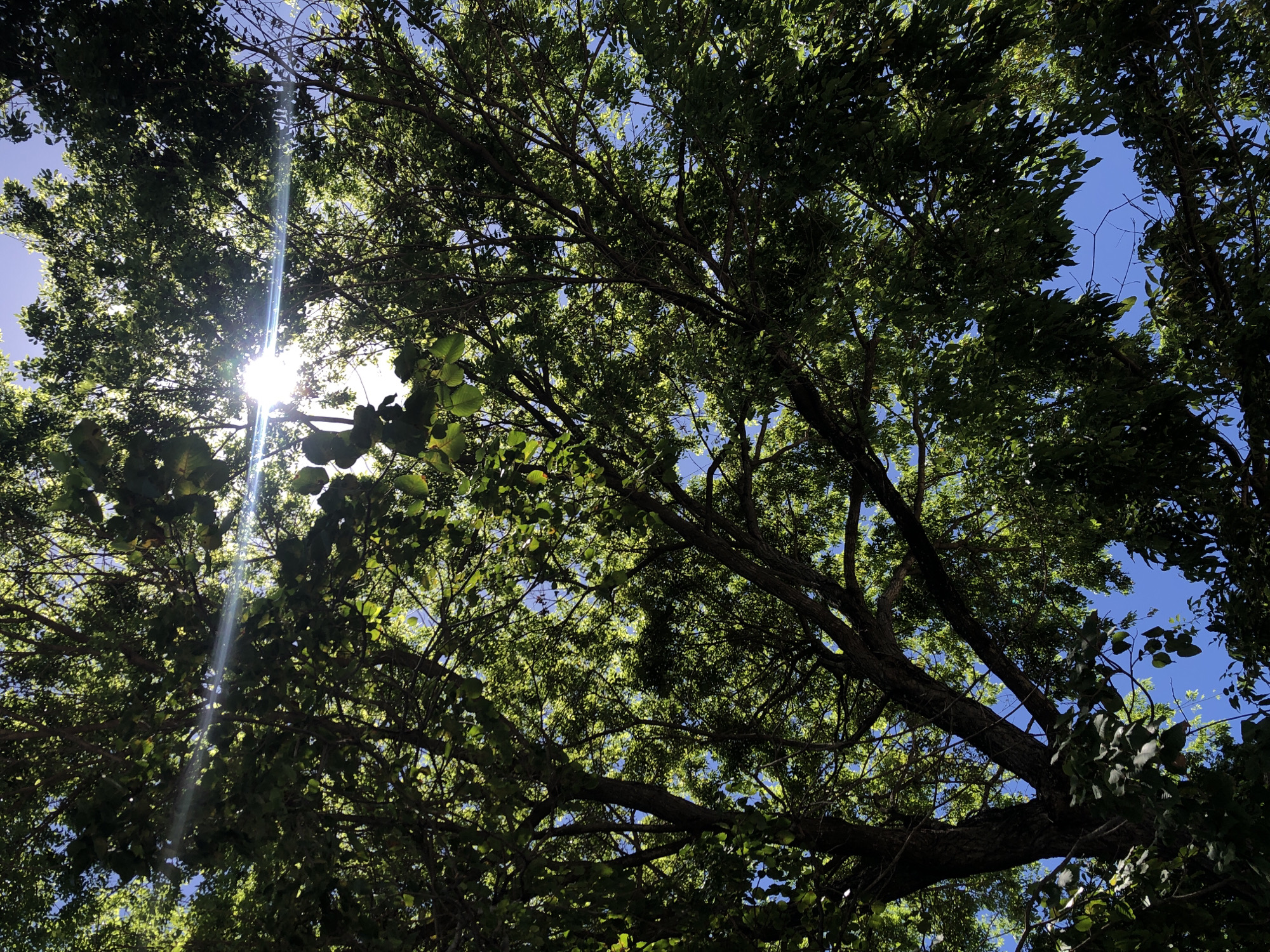The image presents an upward view through a dense tree canopy against a clear blue sky. The primary subjects are the intricate network of dark tree branches and a multitude of green leaves that form a thick overhead layer. Intense sunlight streams through an opening in the foliage on the upper-left side of the frame, creating a prominent bright spot and distinct sun rays that extend into the canopy. This strong backlighting illuminates some leaves to a vibrant, translucent green, while others appear darker, silhouetted against the bright sky.
The scene depicts a natural, outdoor setting, characteristic of a forest or a grove of large trees in El Valle del Espíritu Santo, Venezuela. The time of day is sunny daytime, likely midday or early afternoon, given the high angle and intensity of the sun. The weather is clear and bright. No specific activity or event is taking place; it is a static, immersive view of nature. There are no people, animals, or artificial objects visible. The overall impression is one of being enveloped by nature, with the interplay of light and shadow creating a serene and verdant atmosphere. There is no visible text in the media file.