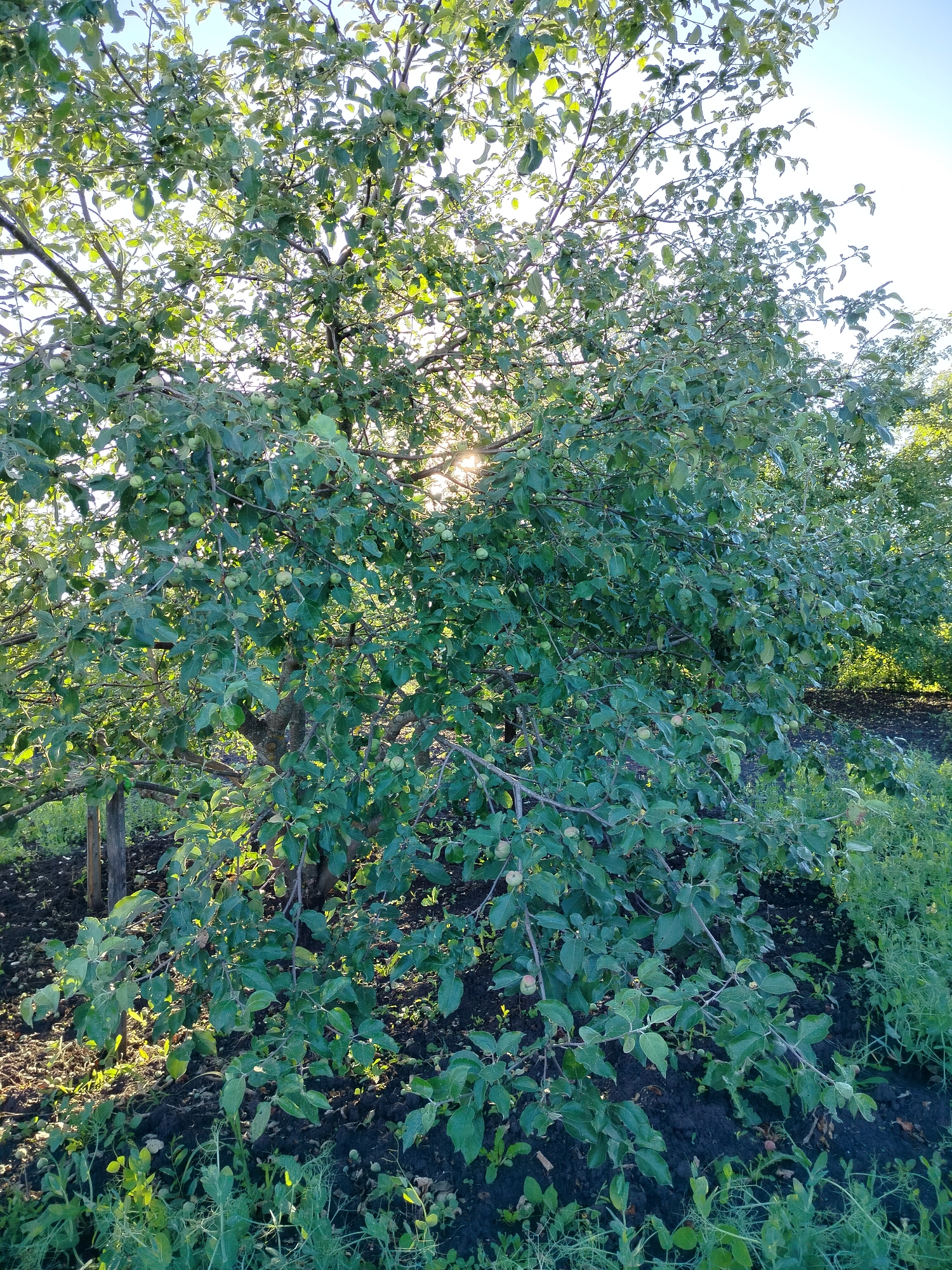 The image shows an apple tree with green leaves and small green apples. Sunlight filters through the branches, creating dappled light on the ground below. The tree is in an outdoor setting, with dark soil and some green vegetation visible around its base. In the background, more trees and foliage can be seen. The scene suggests a natural, possibly rural environment. The location of Вазерки, Russia is not explicitly depicted in the image itself.