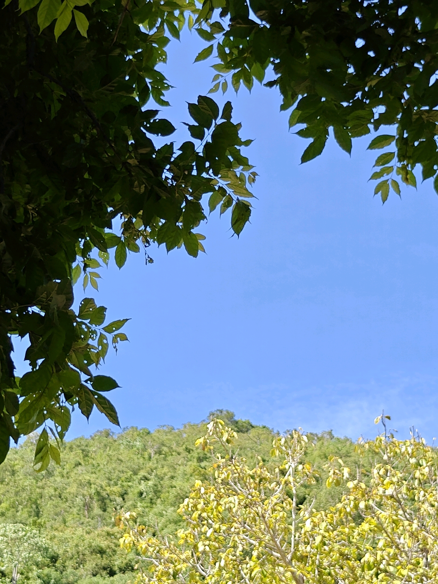 The image shows a view looking upwards towards a bright blue sky with some scattered clouds. In the foreground, the dark green leaves of a tree frame the top left and top right corners of the image. In the middle ground, a lush green hillside is covered with dense foliage and trees. In the bottom right quadrant, a tree with pale green, yellowing leaves is visible. The scene appears to be an outdoor natural environment, possibly a park or hillside area, in Mu Si, Thailand. There are no people or specific man-made structures prominently featured in the image. The lighting suggests it is daytime.
