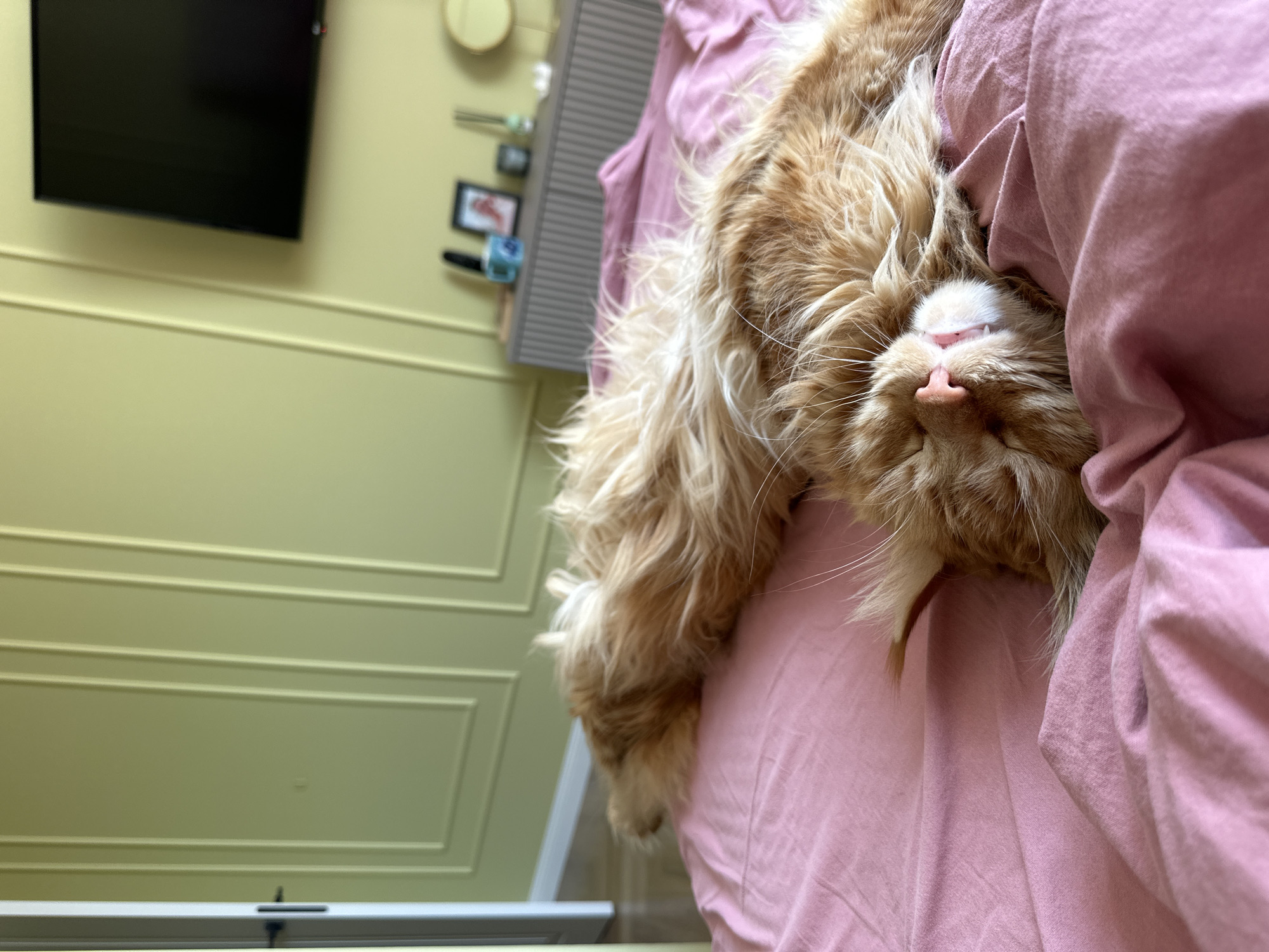 A close-up shot shows a ginger cat asleep on a pink bed. The cat's face is visible with closed eyes, a pink nose, and a glimpse of its white teeth. Fluffy ginger fur surrounds its face. The wall behind the bed is painted a light yellow-green with decorative molding. A black television screen hangs on the wall. Other objects are seen on the wall, including a clock and a picture frame. The location and any details related to Chaikovsky, Russia are not discernible from the provided image.