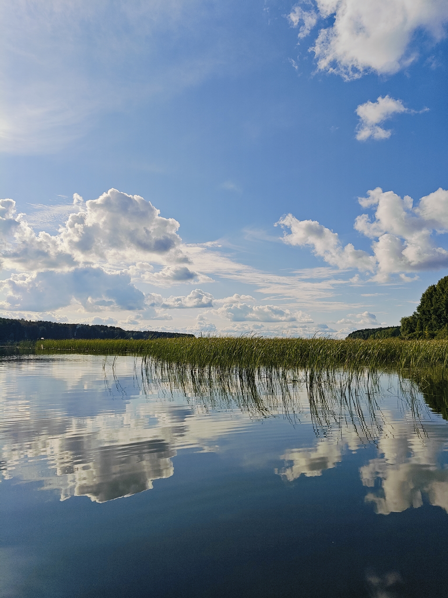 This image depicts a serene natural landscape on a sunny day in Chaykovsky, Russia. The scene is dominated by a calm body of water, likely a river or lake, reflecting the bright blue sky and fluffy white clouds. Tall reeds and grasses line the shore, creating a natural barrier between the water and the distant, tree-covered landscape. The foliage on the far bank appears lush and green, suggesting a temperate climate. The water's surface is disturbed by gentle ripples, distorting the reflections of the sky and reeds. There are no people or man-made structures visible in the frame, emphasizing the untouched, natural beauty of the location. The lighting suggests it is either morning or late afternoon, given the angle of the sun, which casts a soft glow over the scene. The overall atmosphere is one of tranquility and natural splendor.