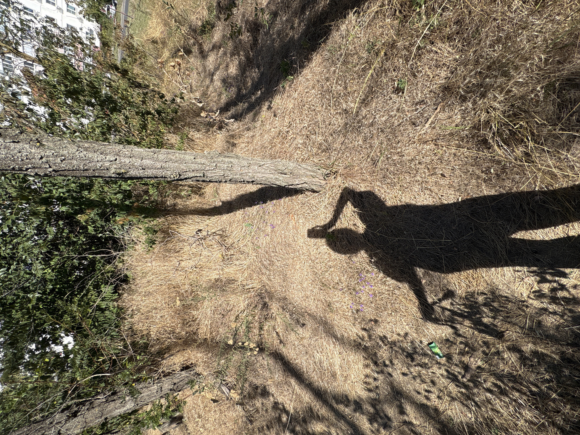 A high-angle, wide shot captures a shadowy scene in Rostov-on-Don, Russia. The ground is covered in dry, yellowed grass and sparse green foliage, suggesting a dry, possibly summer or early autumn environment. A thick tree trunk stands in the center of the frame, its bark rough and textured. The shadow of a person, holding a phone in their right hand as if taking a selfie, is cast across the ground. The person's shadow extends towards the bottom of the frame. To the left of the tree, a green bottle lies on the grass. In the background, to the right, a modern apartment building with white siding and numerous windows is visible, indicating an urban or suburban setting. The overall impression is one of a sun-drenched, dry outdoor area within a city.