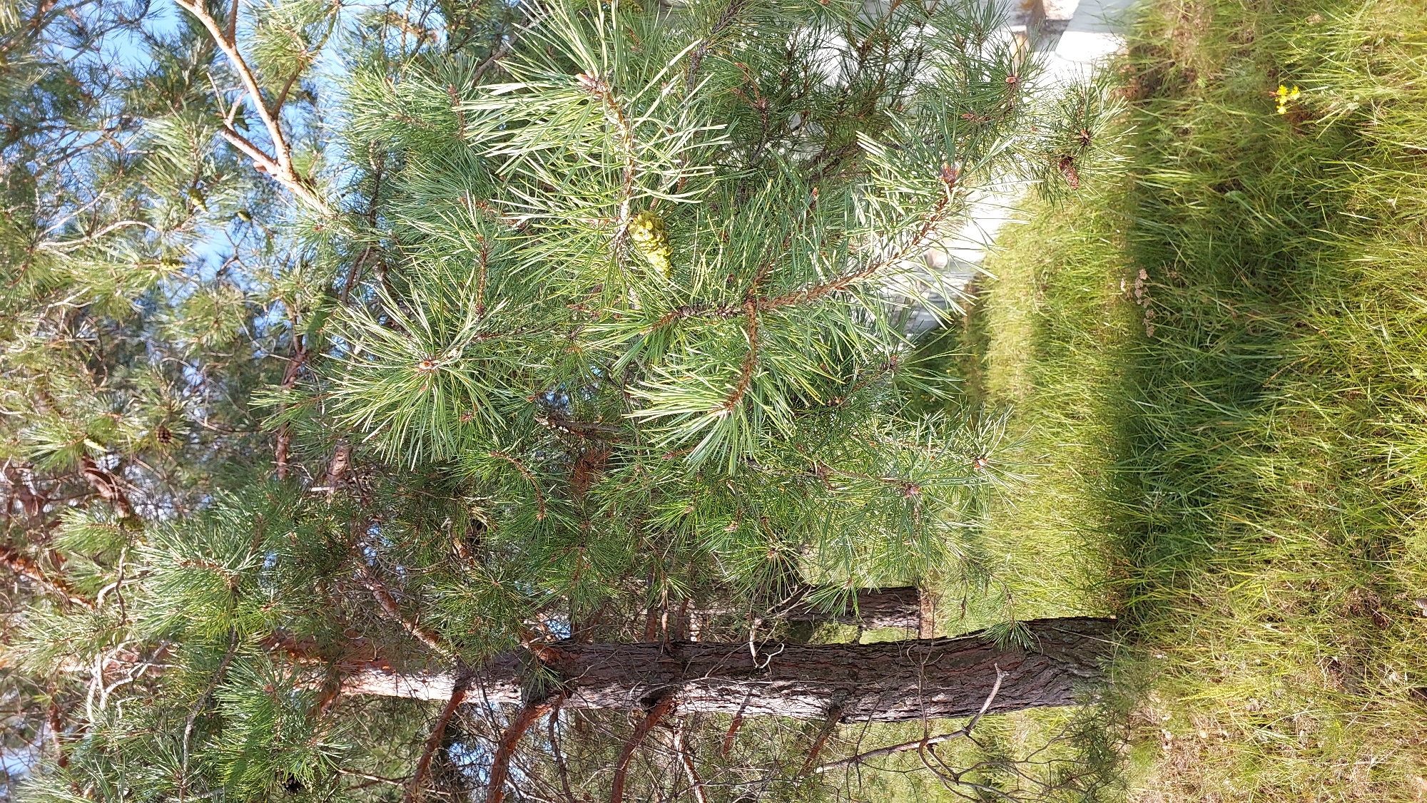 The image shows a pine tree with green needles and brown bark, set against a backdrop of green grass and a clear blue sky. The tree is in focus, with its branches and needles filling most of the frame. The grass is tall and somewhat overgrown, with patches of sunlight and shadow. In the background, there is a hint of a white fence. The scene appears to be an outdoor natural setting, possibly a park or a garden, within the city of Novocheboksarsk, Russia. There are no people or animals visible in the image.