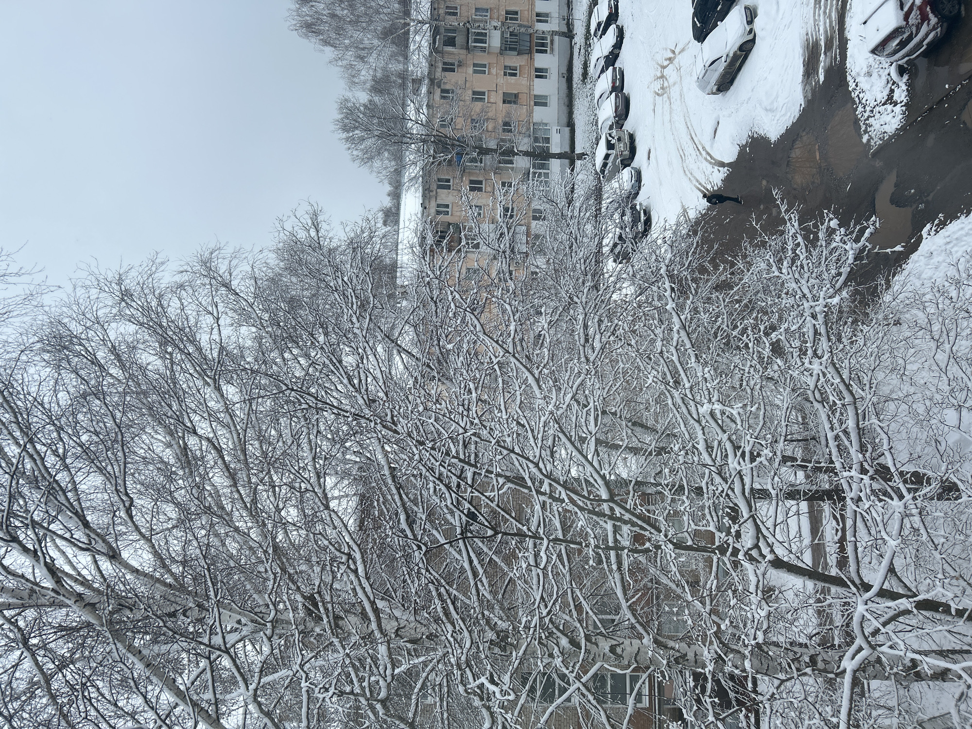 The image shows a winter scene in what appears to be a residential area in the city of Chaikovsky, Russia. The view is from an elevated perspective, possibly from an upper floor of a building. Bare trees in the foreground are heavily coated with snow. Behind the trees is an apartment building with multiple floors and windows, some with visible curtains. To the right of the building is a snow-covered parking area with several parked cars also covered in snow. A patch of exposed asphalt or pavement, likely cleared by vehicles or due to melting, is visible near the parked cars, with a person walking in that area. The sky is overcast and grey.