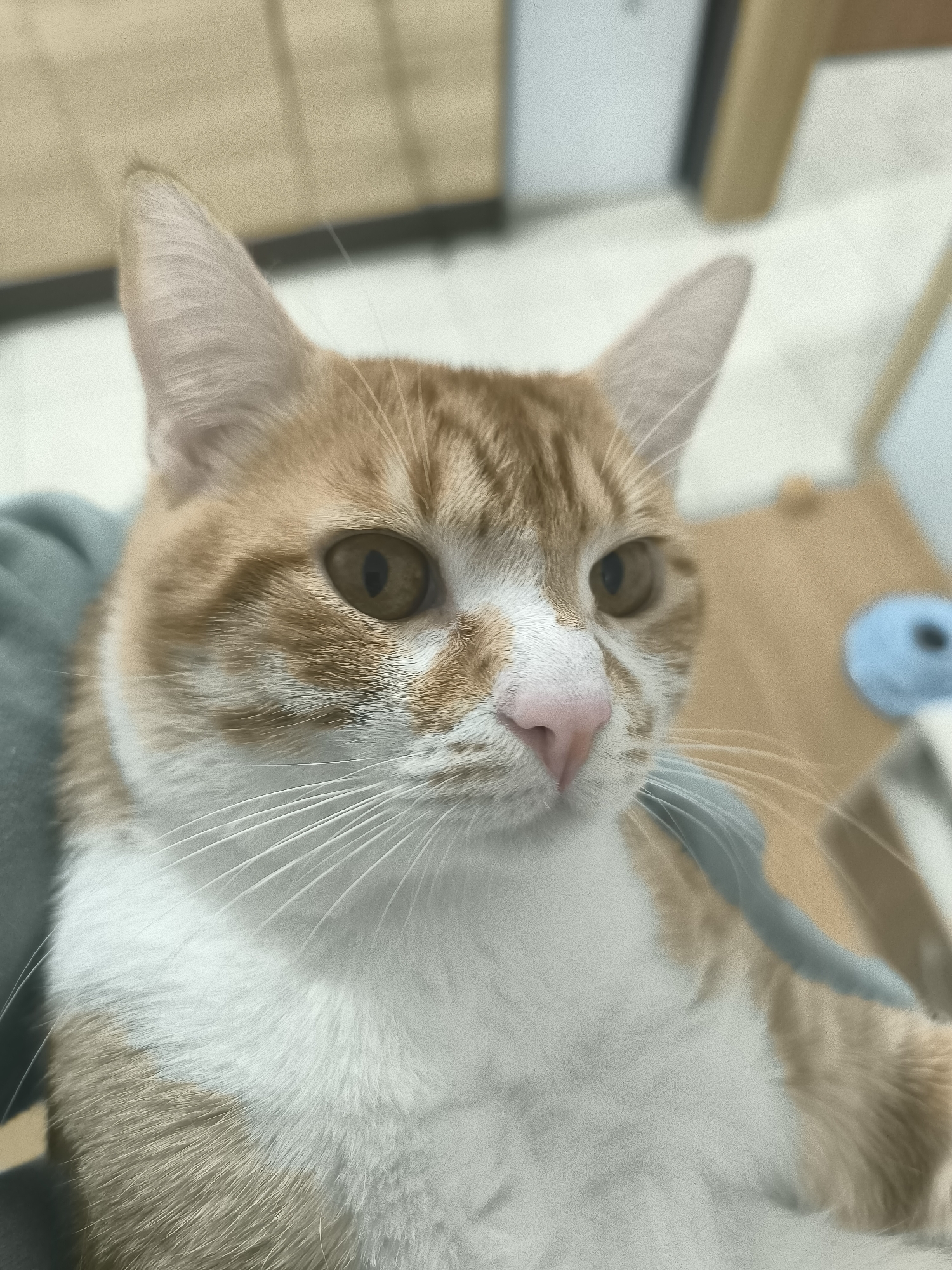 A close-up, indoor shot features an orange tabby cat with a white chest and face. The cat has light brown eyes and a pink nose. It's sitting on someone's lap, as suggested by the greenish-blue fabric under its chin. The background is blurry, showing furniture and a wall. There is no information to assume that this image was taken in Varna, Bulgaria.