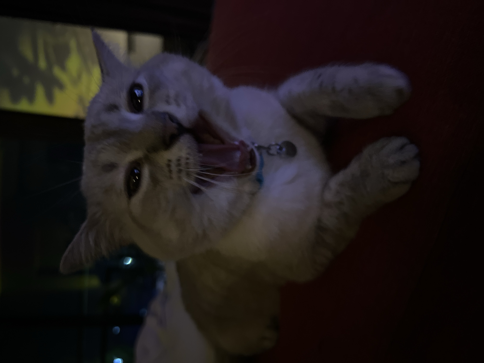 A light-colored cat with dark markings on its face and legs is lying down on a red surface and yawning. The cat is wearing a light blue collar with a silver tag. The background is dark and out of focus, with some blurry lights visible. The image appears to have been taken indoors in a dimly lit environment. The location is Unknown, Unknown.