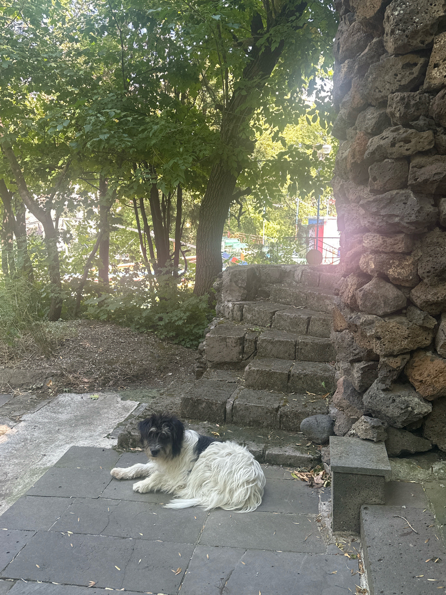 A scruffy, medium-sized dog, predominantly white with black markings on its head and back, is lying down on a stone patio in what appears to be a courtyard or garden area. The dog is facing towards the left of the frame. Behind the patio, a set of stone steps leads upwards, bordered by a rough, stacked stone wall on the right. The background is filled with lush green trees and foliage, with dappled sunlight filtering through the leaves. Further in the background, hints of colorful playground equipment can be seen, suggesting a public area or a space connected to a recreational facility. The overall scene evokes a peaceful, outdoor setting, likely in a city given the presence of what might be playground structures. This location is identified as the Shirak Provincial Museum in Gyumri, Armenia.
