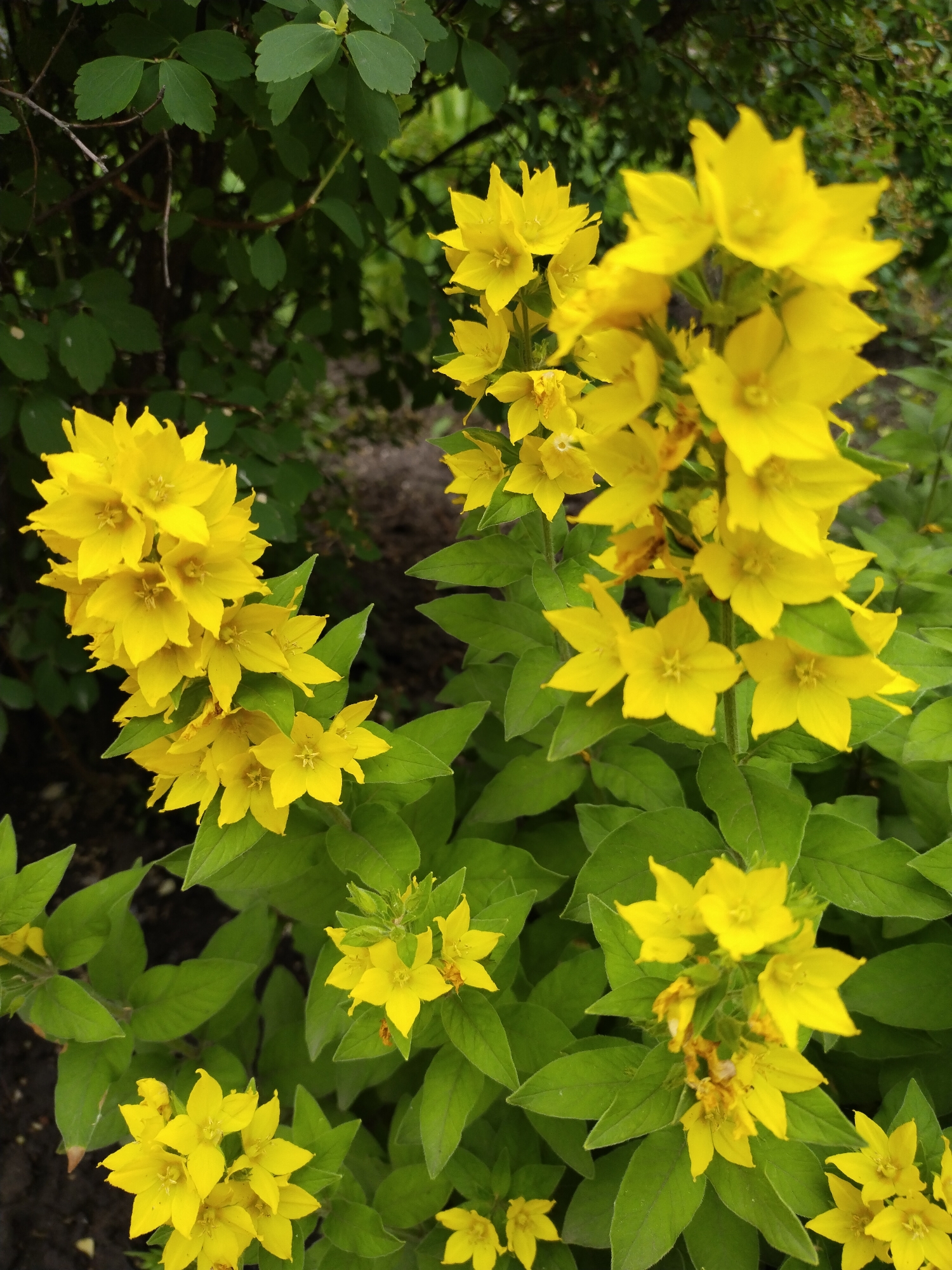 The image displays a cluster of bright yellow flowers, likely Lysimachia punctata, commonly known as yellow loosestrife, blooming amongst lush green foliage. The flowers are star-shaped with five pointed petals and are arranged in whorls along the stems. Some of the flowers are fully open, while others are still buds. The background consists of darker green leaves and branches, suggesting a natural setting, possibly a garden or park. The lighting appears to be natural daylight, casting soft shadows and highlighting the vibrant yellow of the blossoms. There are no people or animals visible in the image. The scene evokes a sense of summer bloom and natural beauty. It is not possible to determine the exact location in Horishni Plavni, Ukraine, from this image alone.