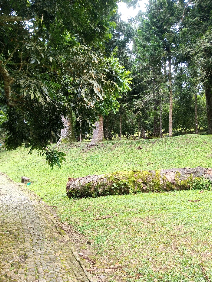 This image captures an outdoor natural environment in Serchhip, India, under bright daylight. A stone-paved path, partially obscured by moss or dirt, occupies the lower left portion of the frame, receding towards the mid-left. To the right of the path, a gentle, grassy slope rises, featuring vibrant green grass. In the mid-left, adjacent to the path, a small, dark, rectangular object, possibly a bench or container, rests on the ground. A prominent feature in the mid-right foreground is a large, fallen tree trunk lying horizontally on the grassy incline. This trunk is heavily covered in green moss and appears weathered. Further up the slope and into the midground, several trees with light-colored trunks are visible amidst the greenery, their roots partly exposed on the terrain. The background consists of a dense forest, characterized by numerous tall evergreen trees and a thick canopy of dark green foliage, with glimpses of a bright, overcast sky through the uppermost branches. No individuals or discernible activities are present within the scene.