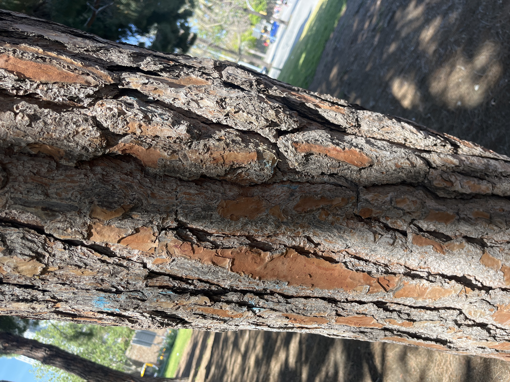The image provides a close-up, horizontal view of a tree trunk, likely a pine tree, distinguished by its deeply fissured and textured bark. The bark exhibits a rugged appearance with layers of reddish-brown inner bark exposed between darker, greyish-brown outer scales. Strong sunlight illuminates the trunk, creating prominent shadows that accentuate the bark's rough topography.
The background, largely out of focus, reveals an outdoor setting on a bright, sunny day. To the upper right, a paved road or pathway is visible, lined with green grass and suggesting the presence of distant vehicles or urban elements. On the ground below the trunk, soft, dappled shadows from unseen foliage are cast, hinting at a broader canopy above. To the lower left, more distant tree trunks and green foliage can be seen, along with what appears to be part of a building or structure.
The scene depicts a natural environment within or adjacent to an urbanized area, consistent with a park or a tree-lined street, set during daytime with clear weather. A small, irregular patch of blue color, resembling paint, is visible on the bark, but there is no decipherable text in the image. The overall impression is a detailed observation of tree bark within a sunny outdoor landscape, potentially in Barcelona, Spain.