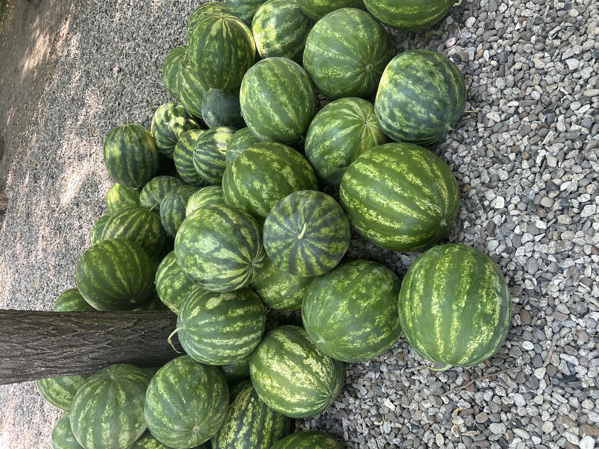 A pile of watermelons sits on a gravel ground next to the trunk of a tree. The watermelons are mostly round and have dark green rinds with lighter green stripes. Some of the watermelons are larger than others, and they are piled on top of each other. The tree trunk is rough and textured, and it is in the center of the image. The gravel ground is made up of small, gray stones. The scene appears to be outdoors, possibly at a market or farm stand. The location is identified as Slobozia-Dușca, Moldova.
