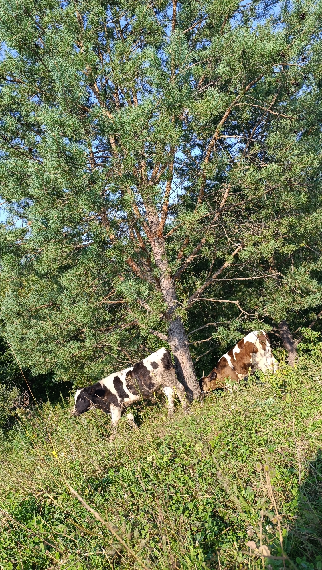 The image depicts two calves grazing in a grassy area beneath a large pine tree. One calf, predominantly black and white, stands to the left, facing left. The second calf, brown and white, is to the right, with its head lowered as if eating. The pine tree's dense foliage dominates the upper portion of the frame, with its trunk visible behind the calves. The ground is covered in lush green grass and various smaller plants. The background consists of more trees and foliage, suggesting a rural or natural setting. The scene appears to be outdoors on a sunny day. The image does not contain any information about the city of Karsha, Russia.