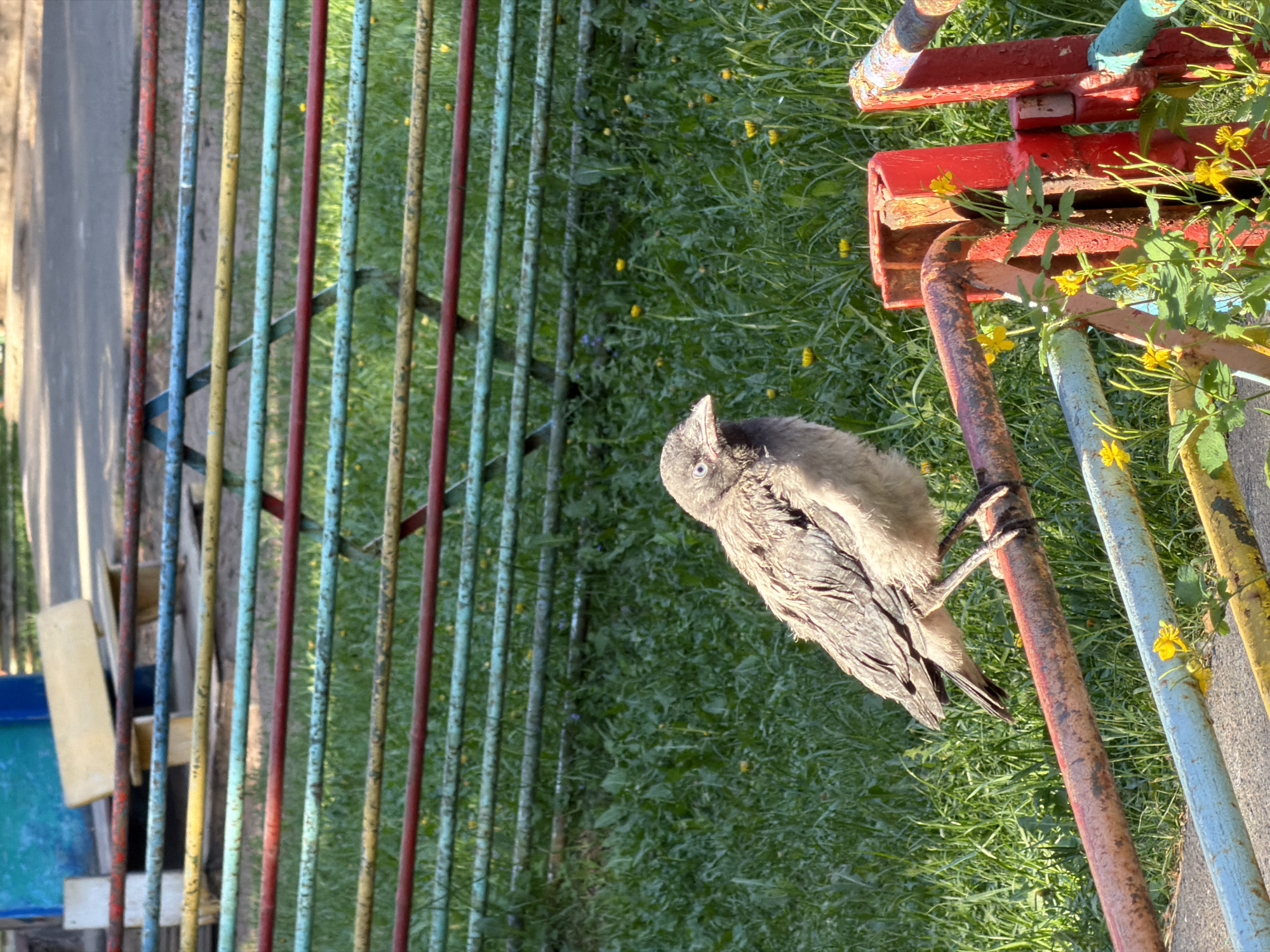 The image shows a young bird, likely a fledgling, perched on a colorful metal structure in an outdoor setting. The structure appears to be part of a playground or a recreational area, characterized by vertical metal bars painted in various colors, including red, blue, yellow, and green. The bird is perched on one of the bars, its feathers slightly ruffled, giving it a damp appearance.
The background consists of green grass and small yellow flowers. A sidewalk is visible on the left, suggesting the location is a park or a similar public space. The overall setting suggests a natural environment within an urban area.
Although the image is from the city of Chaikovsky, Russia, there is no immediate evidence to prove or disprove this information through visual elements.