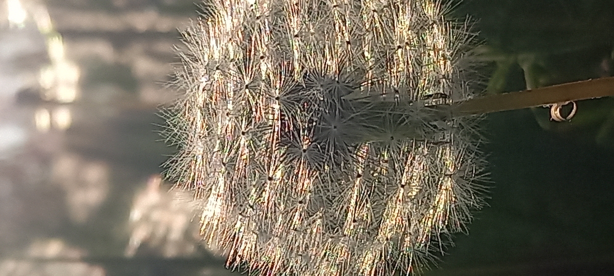 The image presents a close-up, horizontal view of a dandelion seed head, commonly known as a blowball. The spherical seed head dominates the center and left portions of the frame, appearing full and delicate. Each individual feathery pappus structure of the dandelion is distinct, catching and reflecting a warm, golden light, creating a shimmering, almost iridescent effect across its surface.
A thin, brown stem supports the dandelion, extending from the right side of the image towards the seed head. A small, clear water droplet is visible, suspended beneath this stem, reflecting the bright light. Another smaller droplet can be seen closer to where the stem connects to the seed head.
The background is significantly blurred, indicating a shallow depth of field. On the left, there are soft, out-of-focus bright spots and indistinct shapes, suggesting reflections or distant elements. Towards the right and top, the background transitions to darker, muted greens and browns, likely representing distant foliage or shadows. The overall lighting, characterized by the golden glow, suggests either early morning or late afternoon sun. There is no visible text in the image. The setting is an outdoor location, specifically Kryvyi Rih, Ukraine.