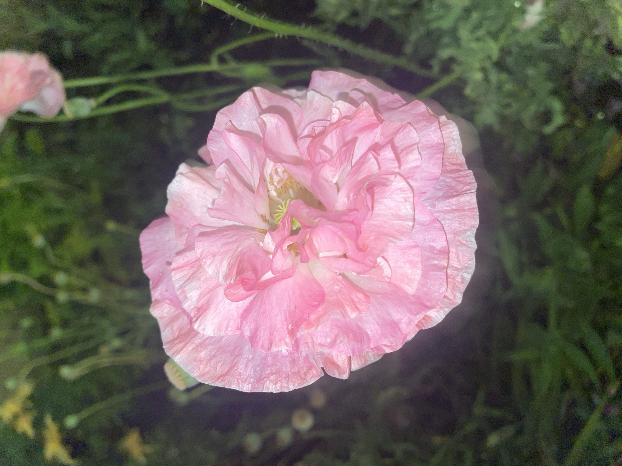 A close-up, low-light, vertical shot showcases a fully bloomed pink poppy flower in the foreground. The flower's petals are delicate and ruffled, with some showing a slightly translucent quality. Small water droplets are visible on the petals, suggesting recent rain or dew. The center of the flower reveals yellow stamens. The background is dark and out of focus, with hints of green foliage and other blurred flower buds or spent blooms. The image appears to be taken outdoors, possibly in a garden setting. There is no discernible location information within the image itself.