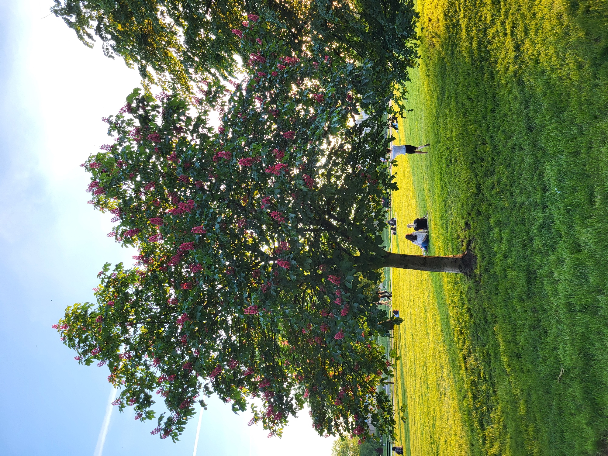 The image shows a large tree with green leaves and red flowers in a grassy field. The tree is the focal point, and its branches reach towards the sky. The grass is green and lush. The scene appears to be located in a park or other outdoor area. People are scattered around the tree. The sky is blue with some contrails.