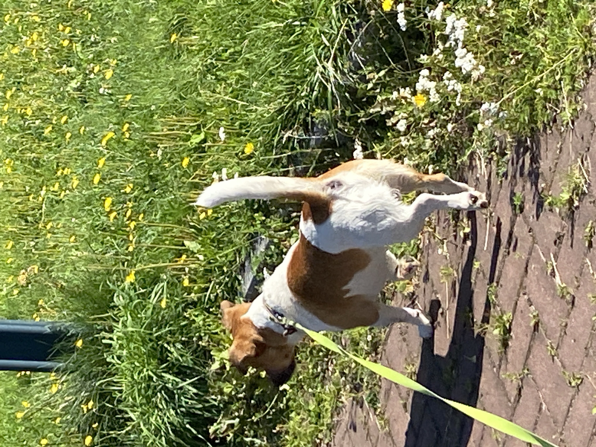 A medium shot shows a small, tan and white dog on a leash walking on a brick path next to a grassy area with yellow and white wildflowers. The dog is facing away from the viewer, with its tail held high. The dog has brown markings on its head and back, and a white chest and underbelly. It is wearing a dark collar and a bright green leash. The path is made of reddish-brown bricks, and there are small weeds growing between them. The grass is green and lush, with many small yellow wildflowers (likely dandelions) and white wildflowers. In the background, there is a dark blue post or pole. The lighting suggests it is daytime, with sunlight casting shadows on the path. There are no people or other animals visible. The scene appears to be outdoors, likely in a park or along a sidewalk in a city. It is not possible to determine the specific location in Saint Petersburg, Russia from the visual information provided.