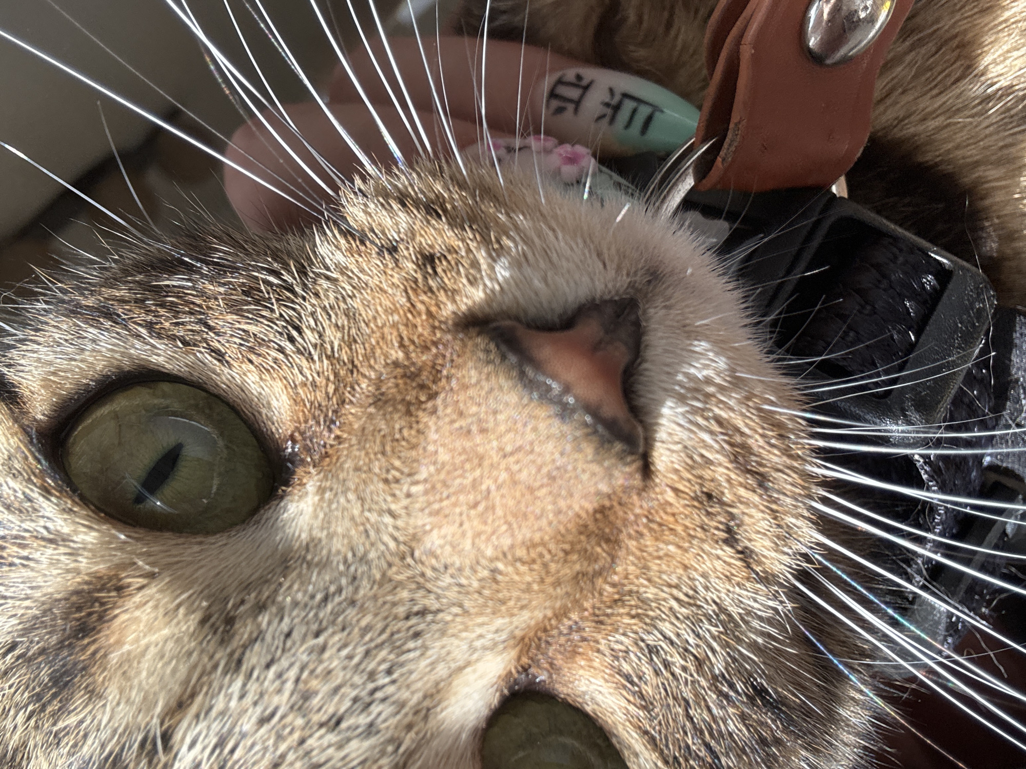 A close-up shot depicts a cat's face, featuring its left eye with a vertical pupil, a pink nose, and numerous white whiskers. A leather collar with a metal buckle is visible around the cat's neck. A tag, potentially an identification tag, with what appears to be Japanese text is also present. The environment is unspecified and there is no indication of a location in Desborough, United Kingdom.