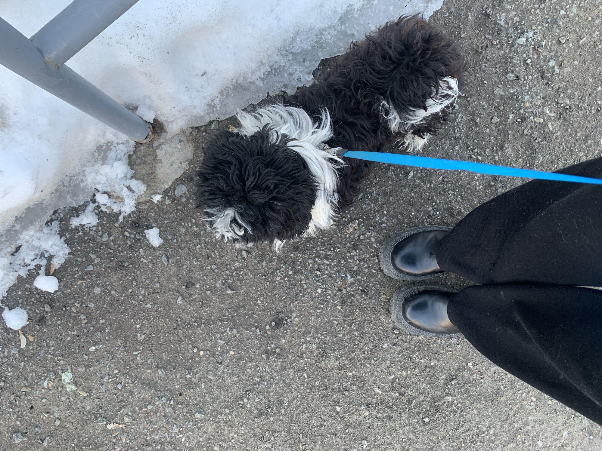 A top-down view depicts a person's lower legs and feet alongside a leashed dog in the city of Chaikovsky, Russia. The person is wearing black trousers and black, thick-soled boots. A black and white shaggy-haired dog with prominent white markings on its head and neck is positioned to the right of the person, connected by a bright blue leash to its collar. The ground consists of grey, coarse asphalt or gravel, scattered with small stones, dry leaves, and a piece of light green debris. To the right of the scene, a substantial patch of dirty snow and ice is present, partially encasing the base of a grey metal pole or barrier that exhibits rust. The leash extends from the dog towards the person, indicating an active interaction of walking.