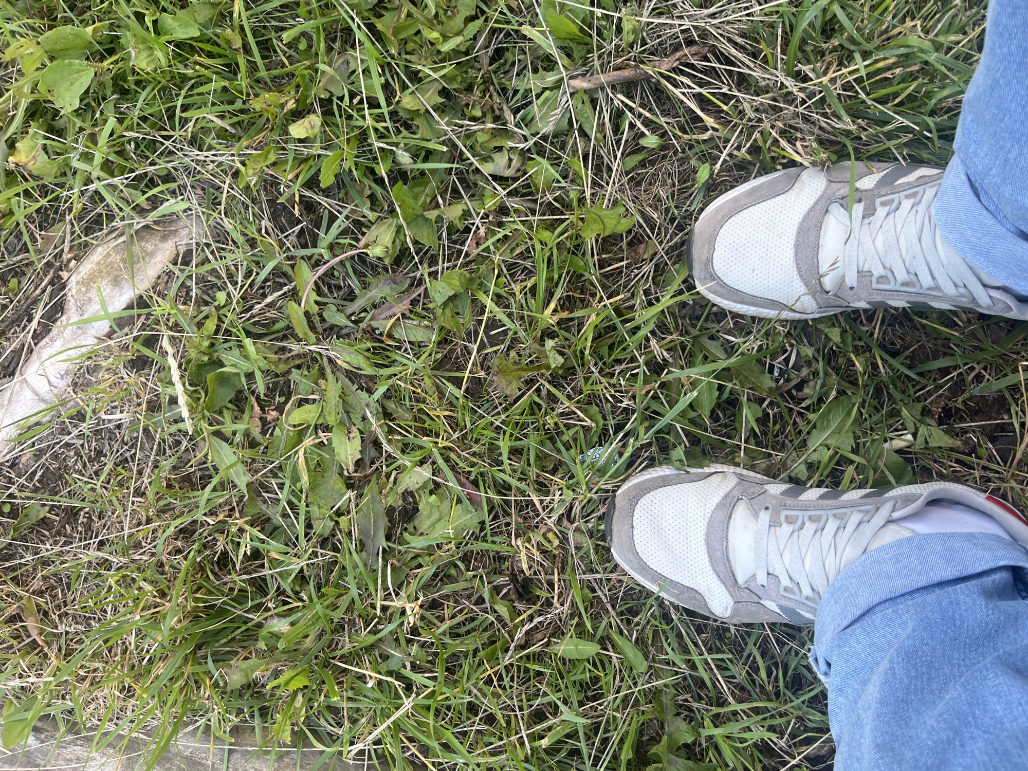 The image shows a top-down view of a person wearing light gray and white athletic shoes with blue jeans, standing on a patch of grass. The grass is mixed with some weeds and dry twigs. There is a light-colored, irregular-shaped object on the left side of the frame, partially obscured by grass, which appears to be a rock or piece of concrete. The lighting suggests it is daytime, possibly outdoors in natural light, with no strong shadows indicating a specific time of day. The setting is natural, likely a park or a field. The image is a still photograph with no discernible action or event taking place other than the person standing still. There is no visible text in the image. The overall mood is neutral and observational. The location context provided is Novocheboksarsk, Russia, which does not offer any specific visual cues within the image itself.