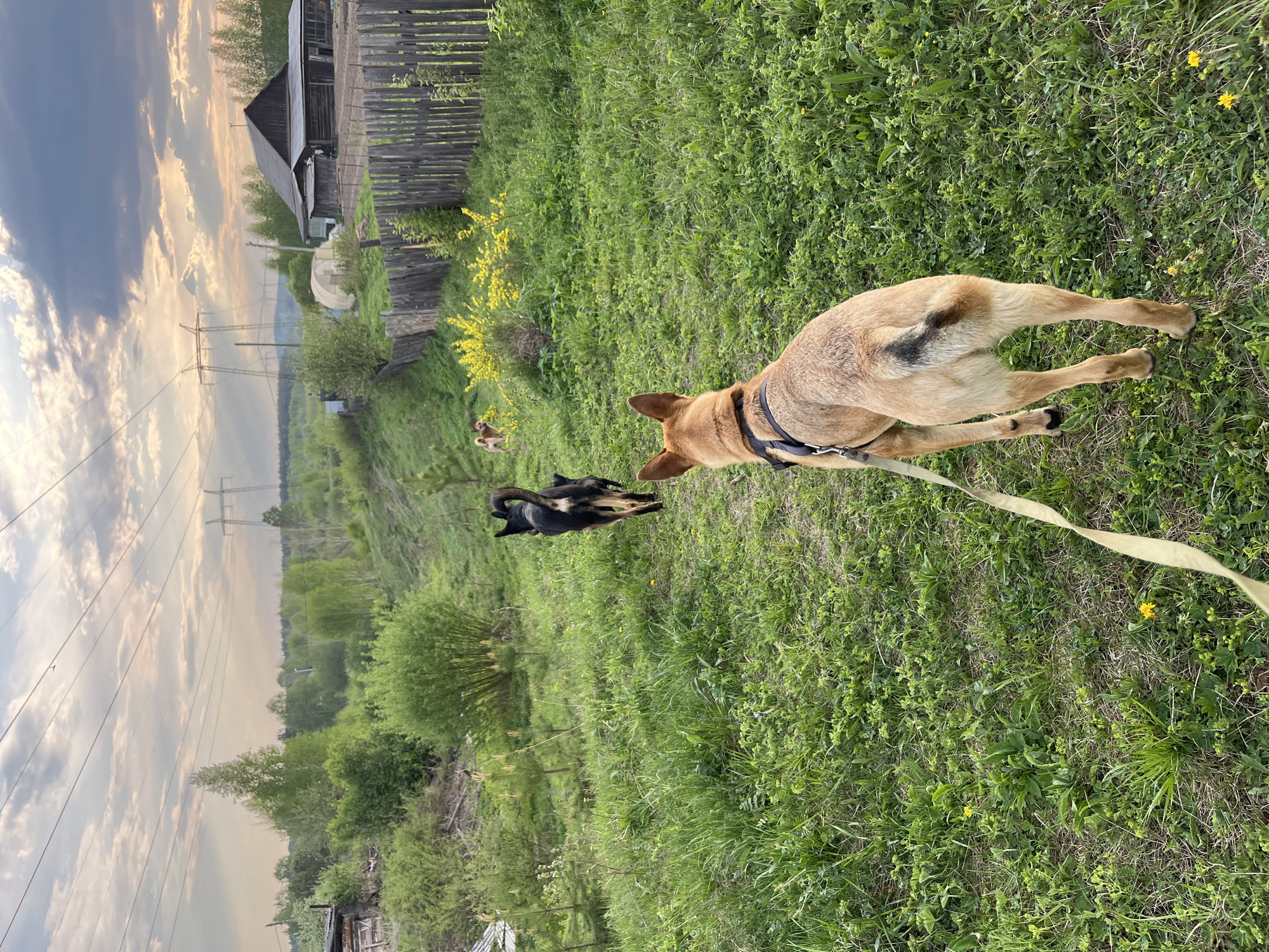 The image shows a grassy field on a partly cloudy day. Three dogs are visible: a tan dog in the foreground, wearing a harness and leash, and two other dogs (one black, one tan) further away. In the background, there are trees, bushes, and a wooden fence. There is also a house and utility poles visible in the distance. The environment appears to be rural, possibly on the outskirts of a city. Based on the provided information, the location is likely in the vicinity of Nizhny Tagil, Russia.