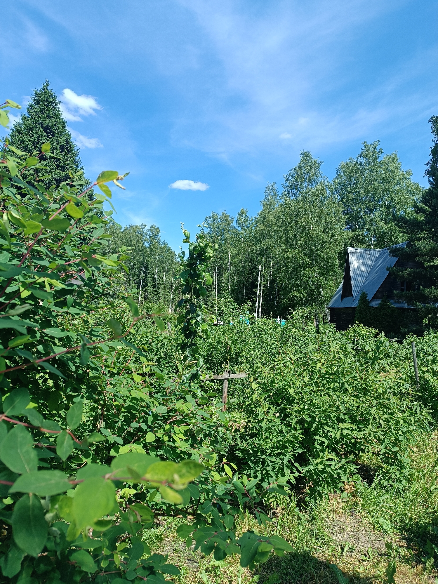 The image depicts an outdoor rural or garden scene in Новые Омутищи, Russia, under a bright, clear blue sky with sparse white cumulus and faint cirrus clouds. The lighting is strong, indicative of a sunny day with prominent shadows. The foreground is dominated by dense, vibrant green foliage consisting of numerous leafy bushes with reddish-brown stems, covering the lower two-thirds of the frame. Some leaves in the immediate left foreground appear slightly out of focus. Patches of grass and exposed soil are visible between and below the bushes. In the midground, a tall, slender green plant or vine grows upright slightly right of center, and a weathered wooden fence post is visible further right. To the left, a small, light blue object, possibly a container or beehive, is partially discernible behind the foliage. In the background, a dark wooden house with a steep, corrugated grey metal roof and a prominent gable or dormer is partially visible, nestled among trees. A dense forest line composed of both deciduous (like birch) and coniferous trees forms the distant background, with a tall, singular evergreen tree prominent on the far left and another partially visible on the far right. No individuals or active interactions are present.